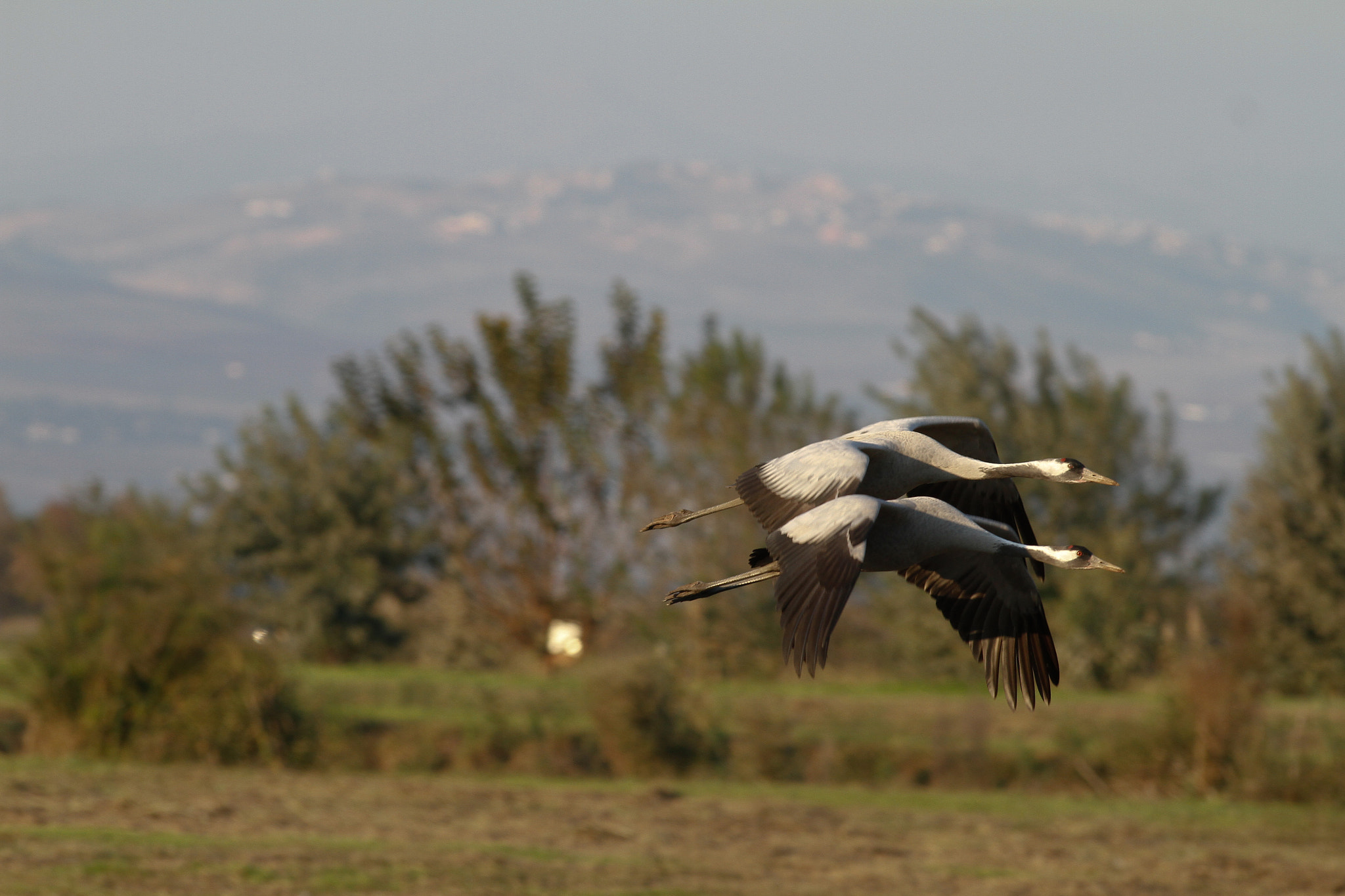 Canon EOS 7D + Canon EF 300mm f/2.8L sample photo