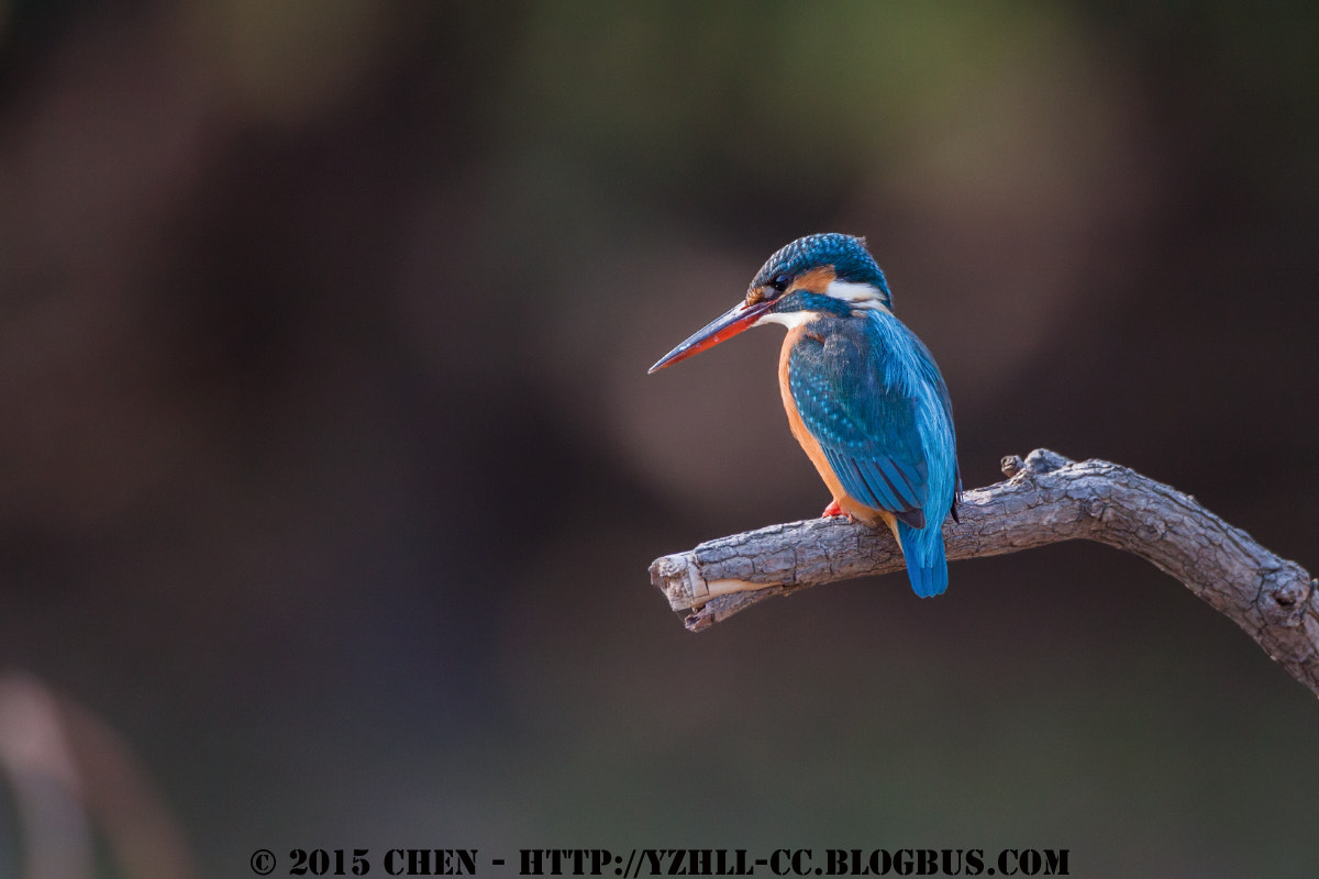 Canon EOS 50D + Canon EF 500mm F4L IS USM sample photo. Birds photography