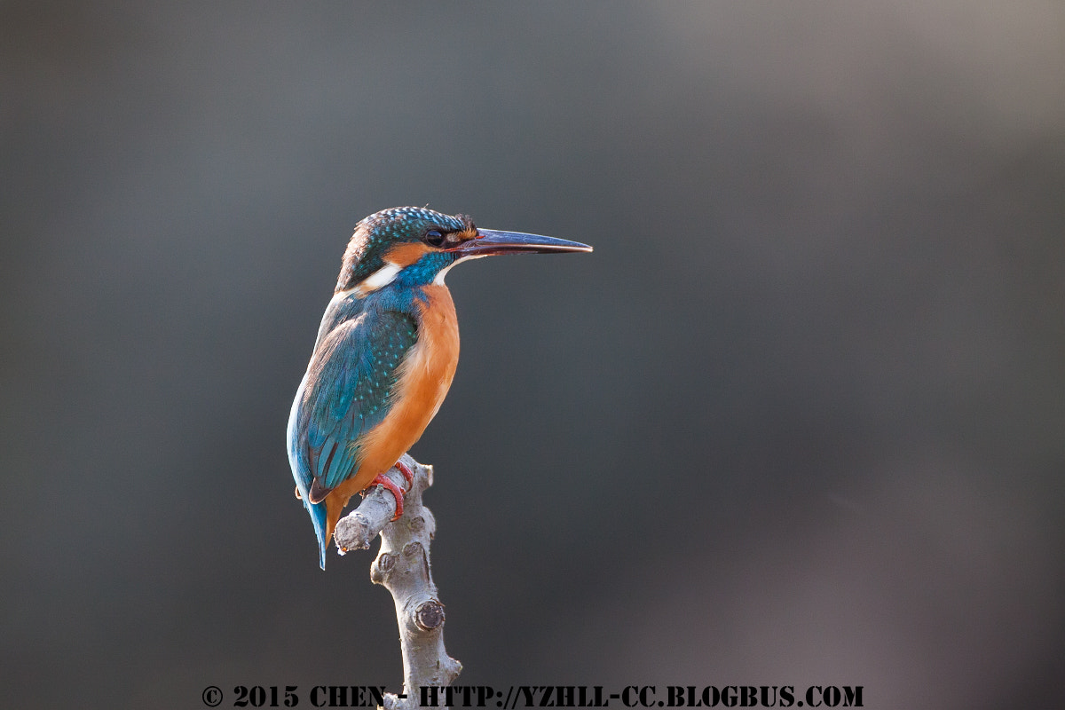 Canon EOS 50D + Canon EF 500mm F4L IS USM sample photo. Birds photography