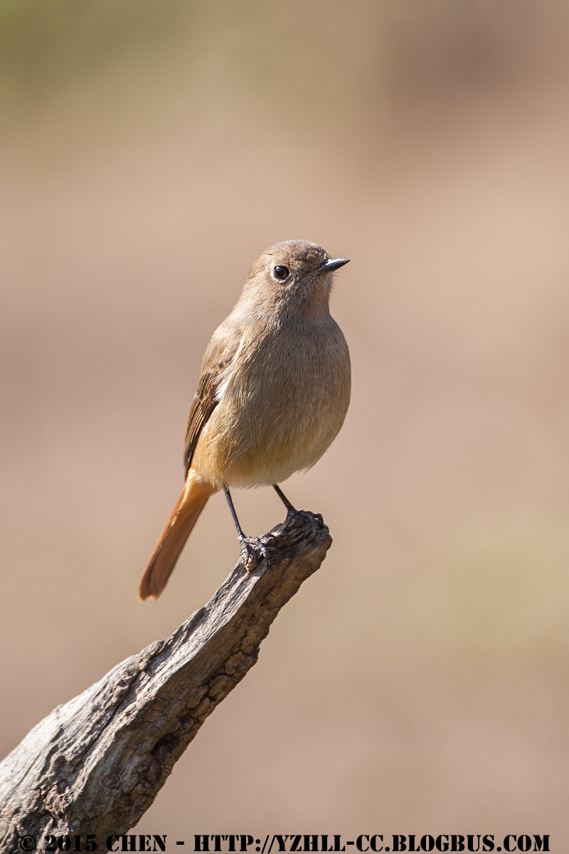 Canon EOS 50D + Canon EF 500mm F4L IS USM sample photo. Birds photography