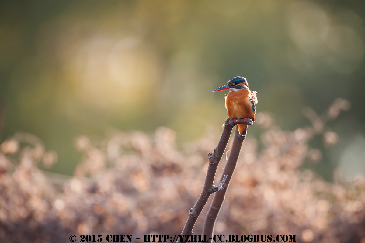 Canon EOS 50D + Canon EF 500mm F4L IS USM sample photo. Birds photography