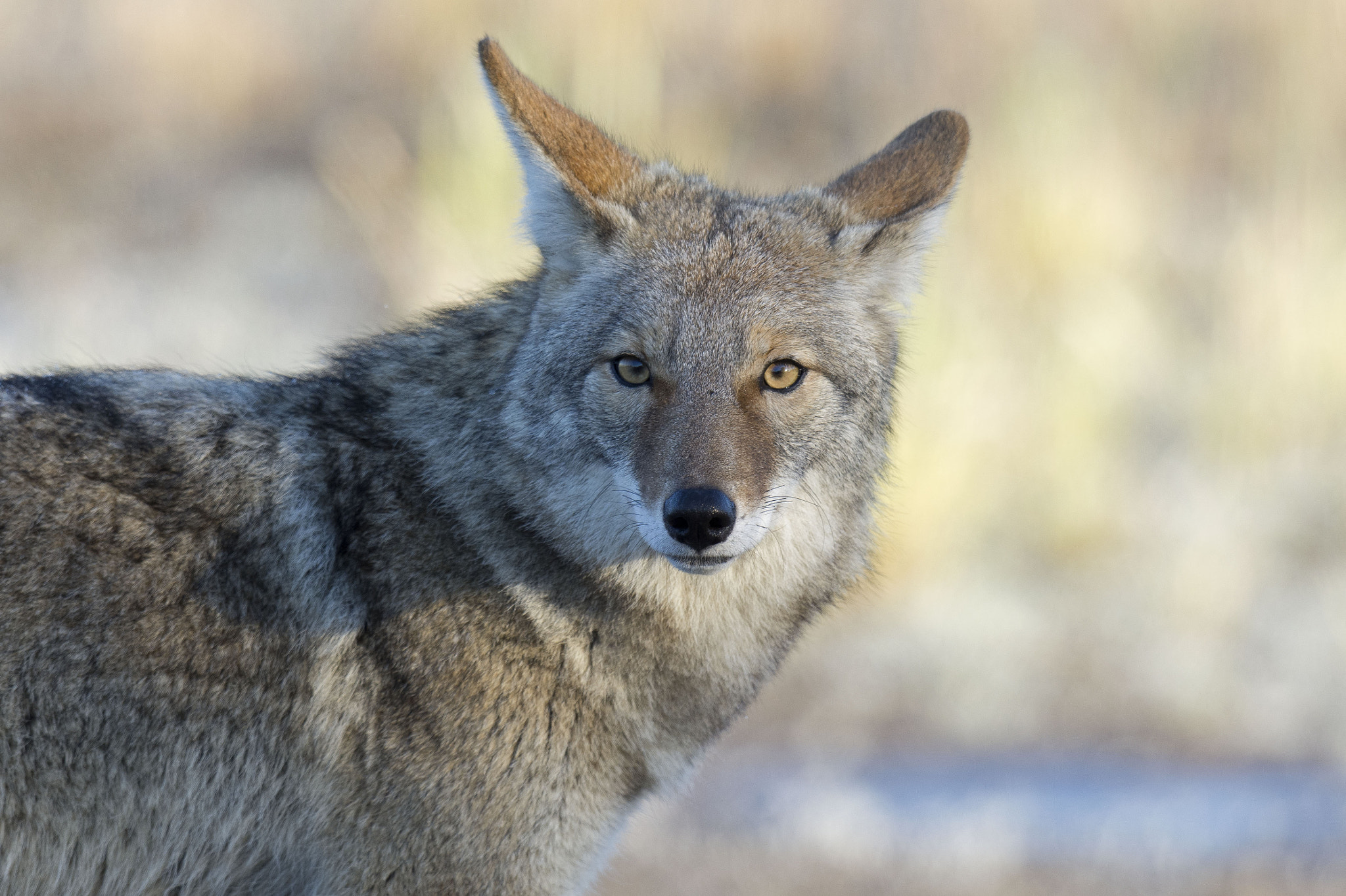 Nikon D7200 + Nikon AF-S Nikkor 500mm F4G ED VR sample photo. Coyote photography