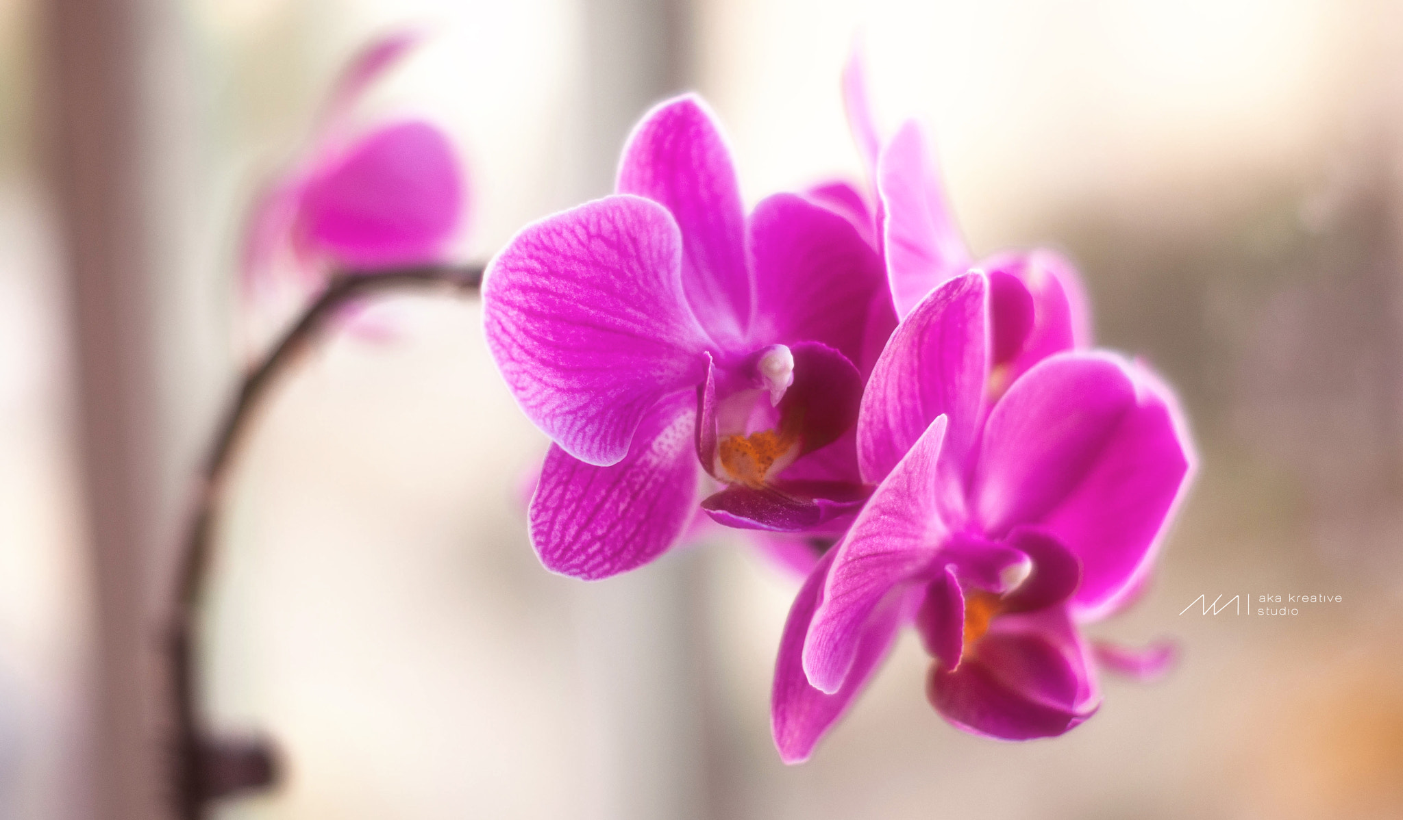 Sony Alpha DSLR-A230 + Sony DT 50mm F1.8 SAM sample photo. Orchid photography