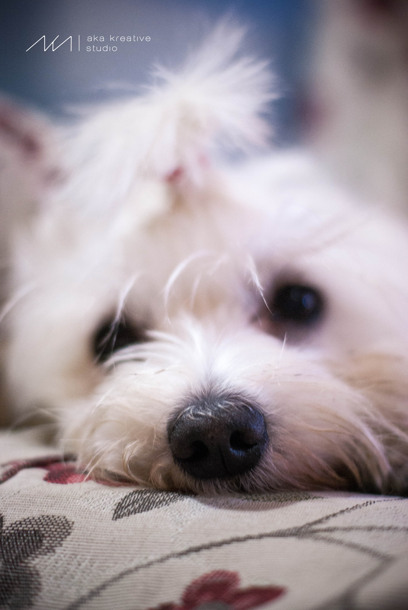Sony Alpha DSLR-A230 + Sony DT 50mm F1.8 SAM sample photo. Heidi photography