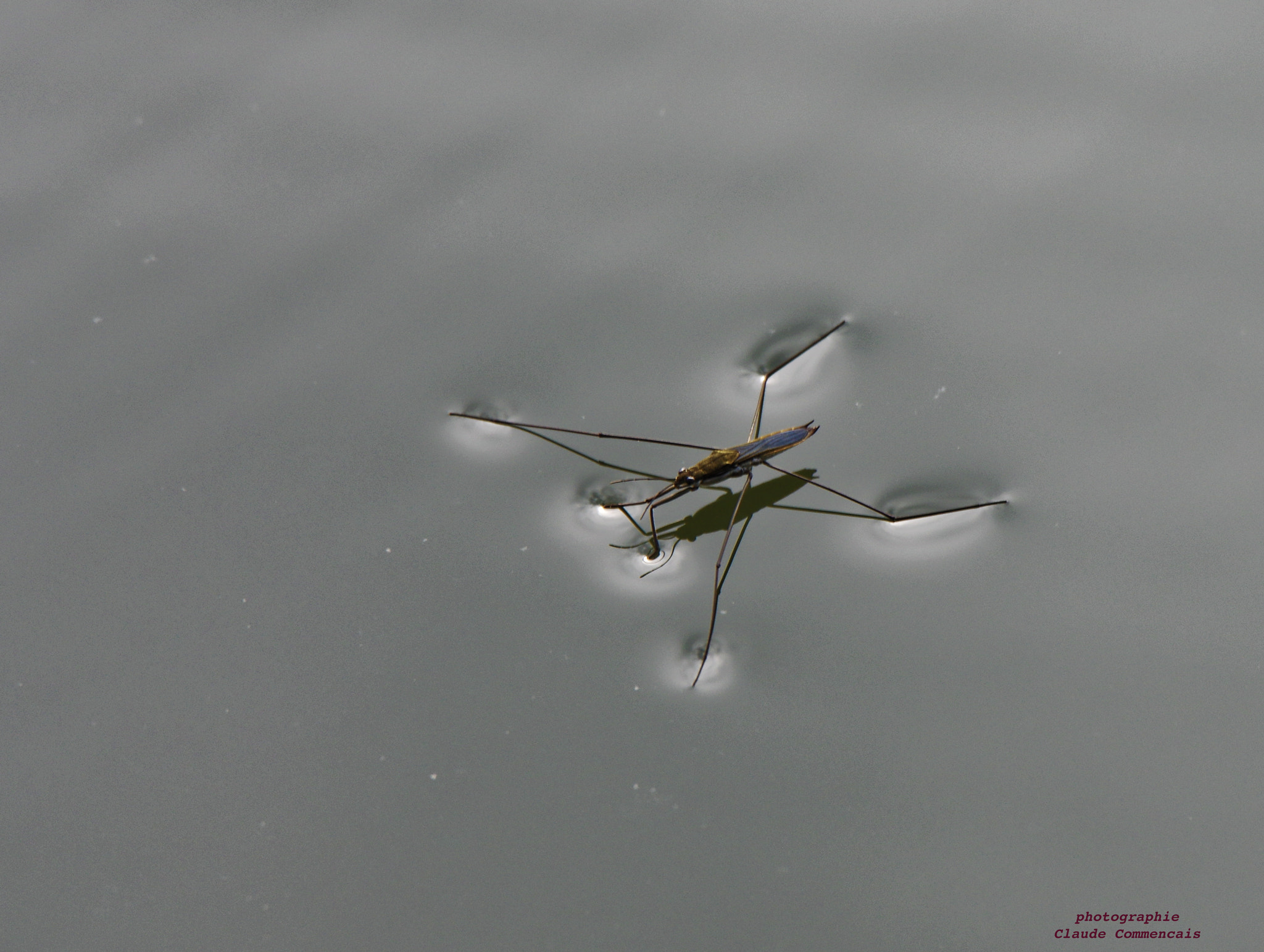 Pentax K-3 sample photo. Gerris lacustris araignée d'eau photography