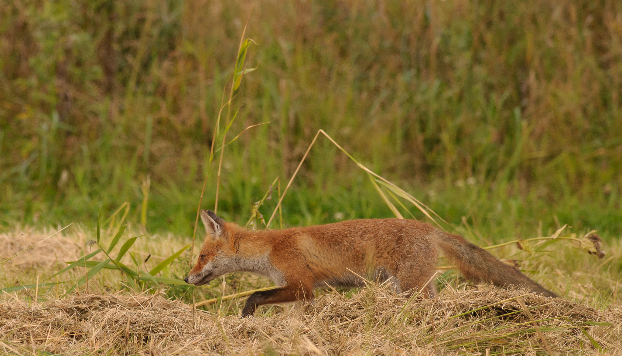Nikon AF-S Nikkor 300mm F2.8G ED VR II sample photo. Young fox searching for dead mice in the hay photography