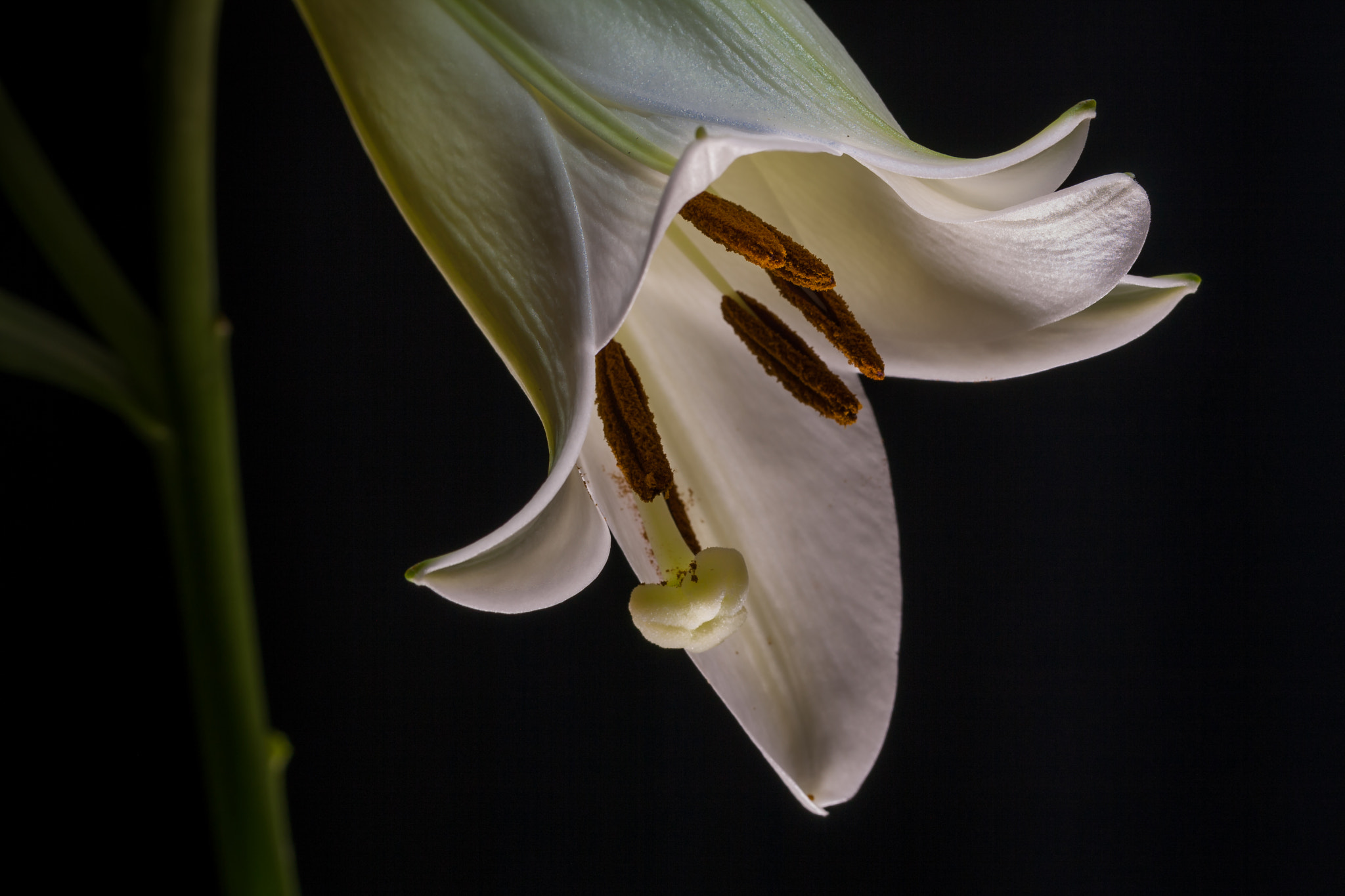 Canon EOS 1000D (EOS Digital Rebel XS / EOS Kiss F) + Canon EF 100mm F2.8L Macro IS USM sample photo. "madonna lily" photography