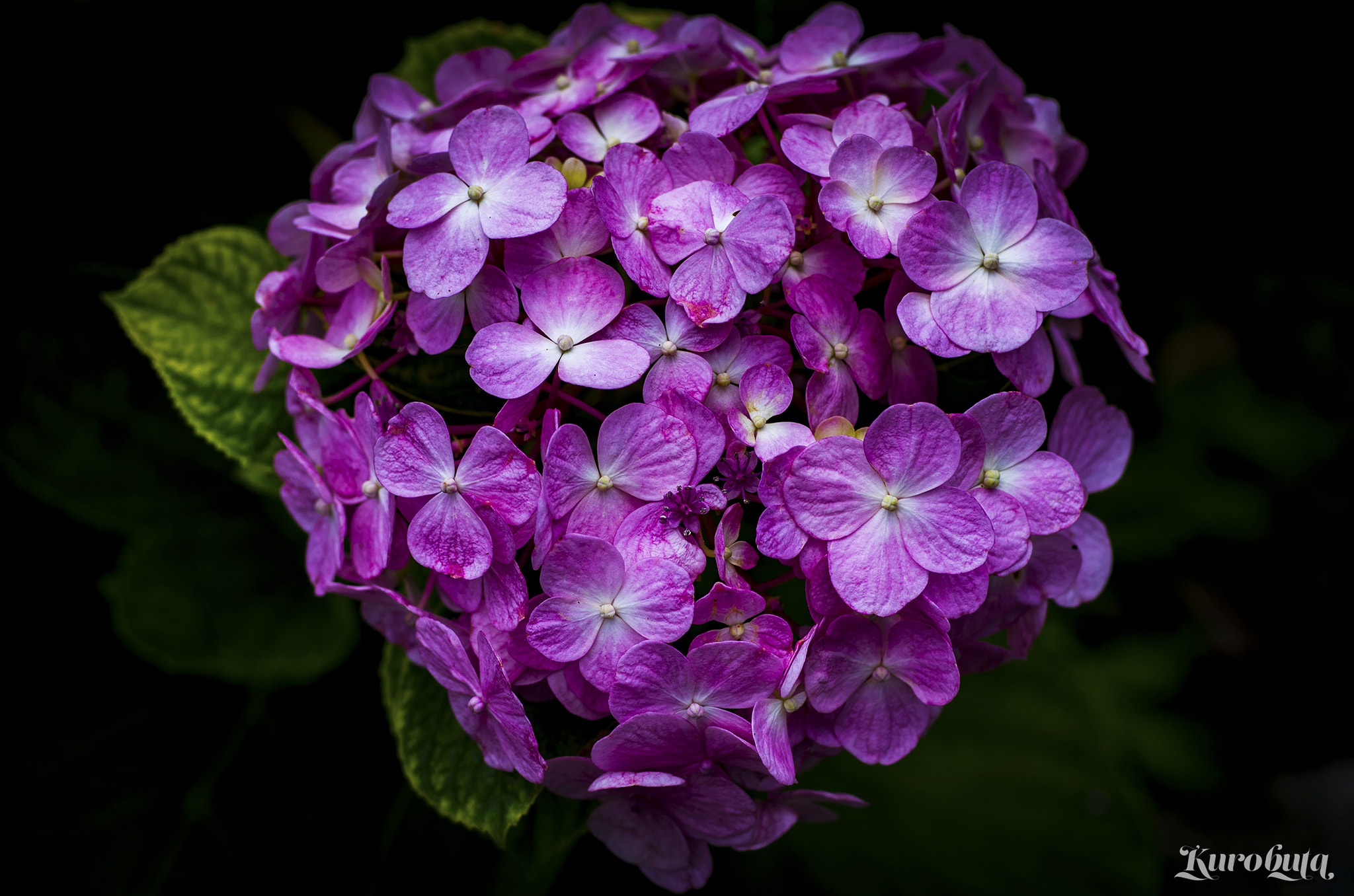Pentax smc FA 77mm 1.8 Limited sample photo. Hydrangea photography