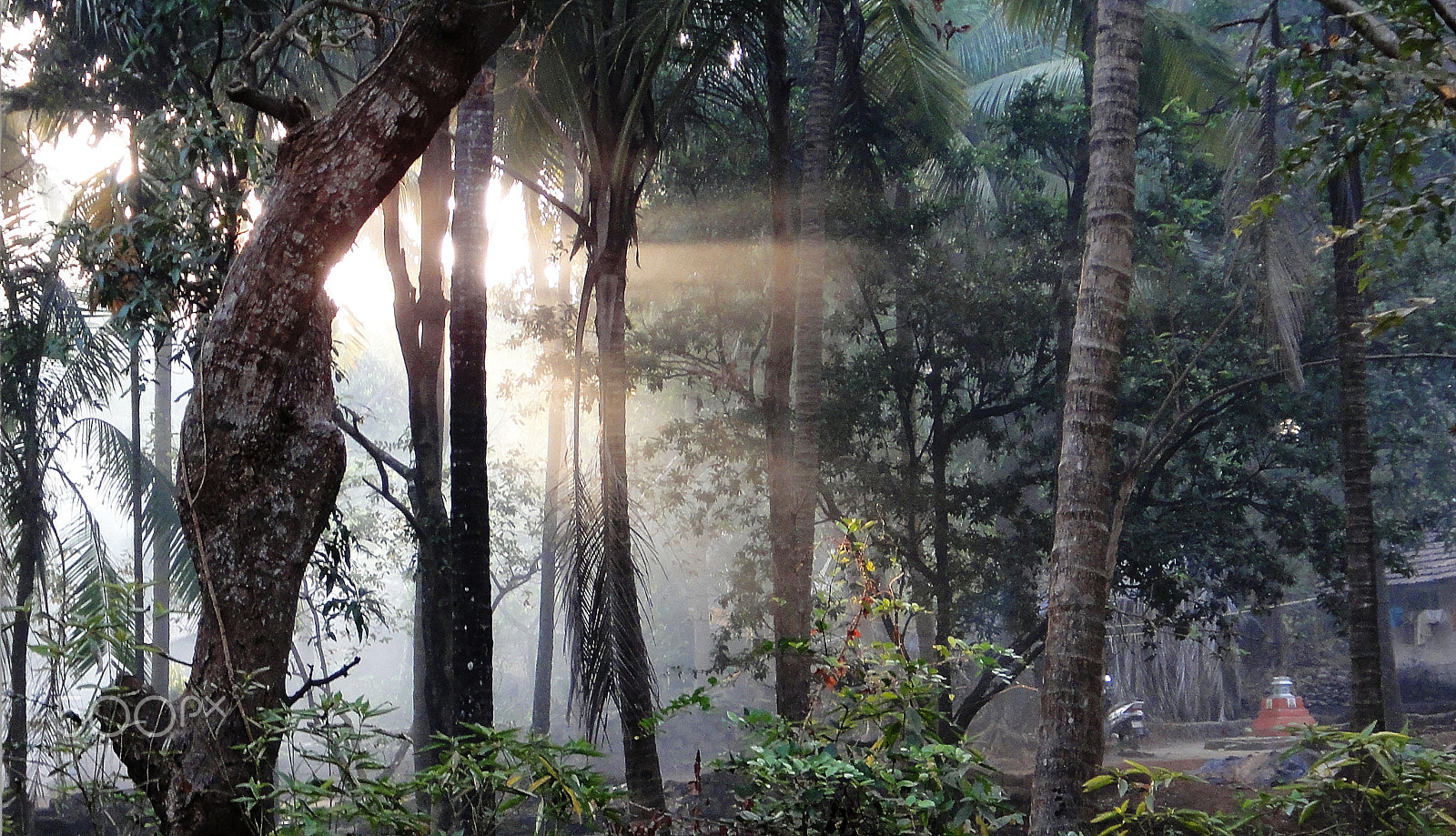 Sony DSC-TX7 sample photo. Morning sun in the jungle photography