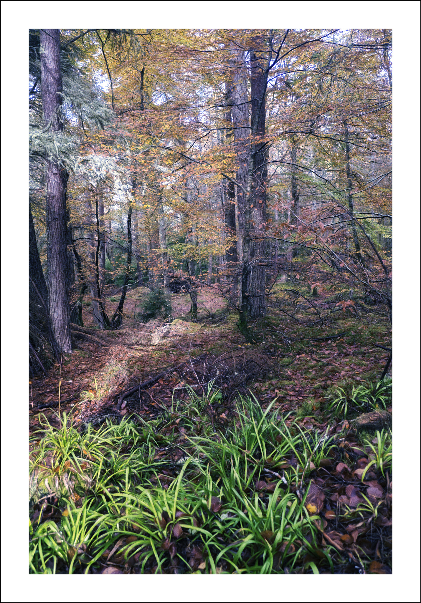 Panasonic Lumix DMC-G3 sample photo. Forest floor photography