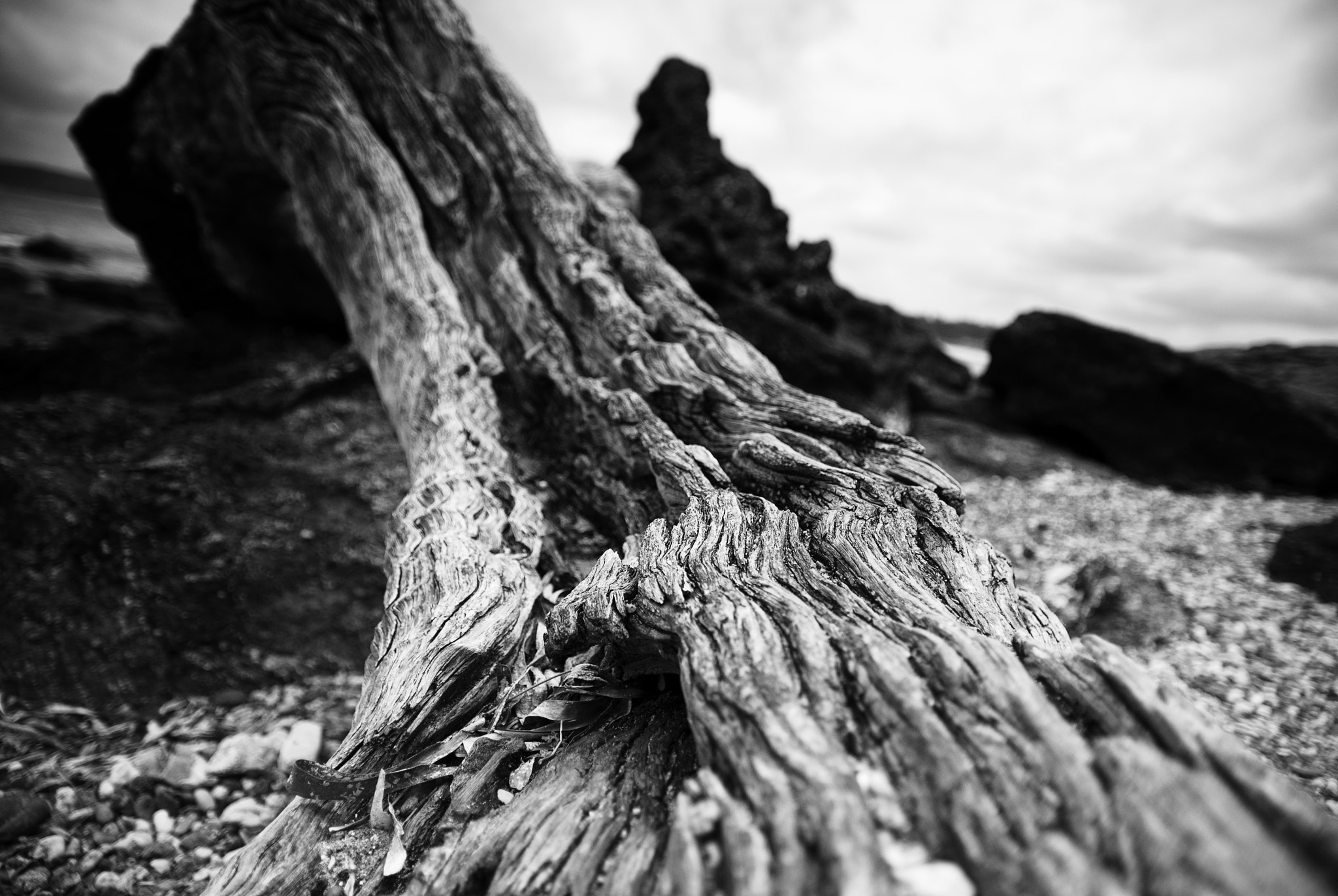 Sigma 17-50mm F2.8 EX DC OS HSM sample photo. Fallentree photography
