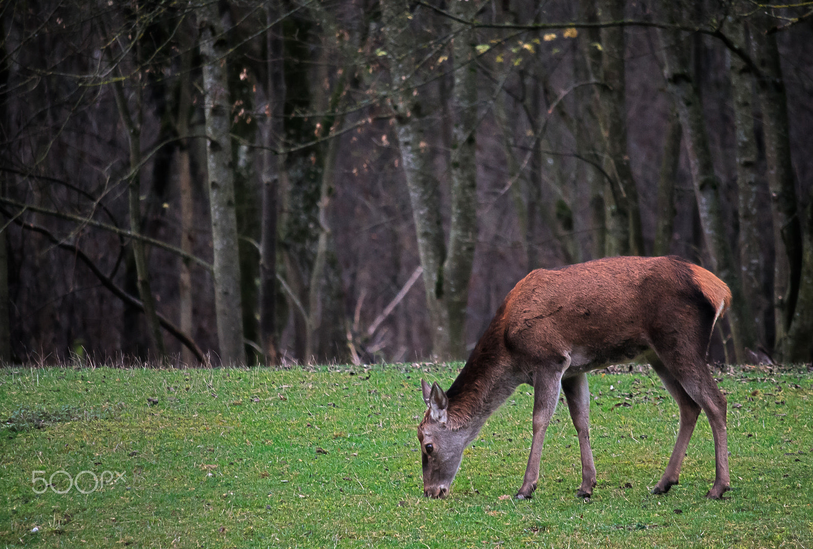 Canon EF-S 55-250mm F4-5.6 IS STM sample photo. Red deer photography