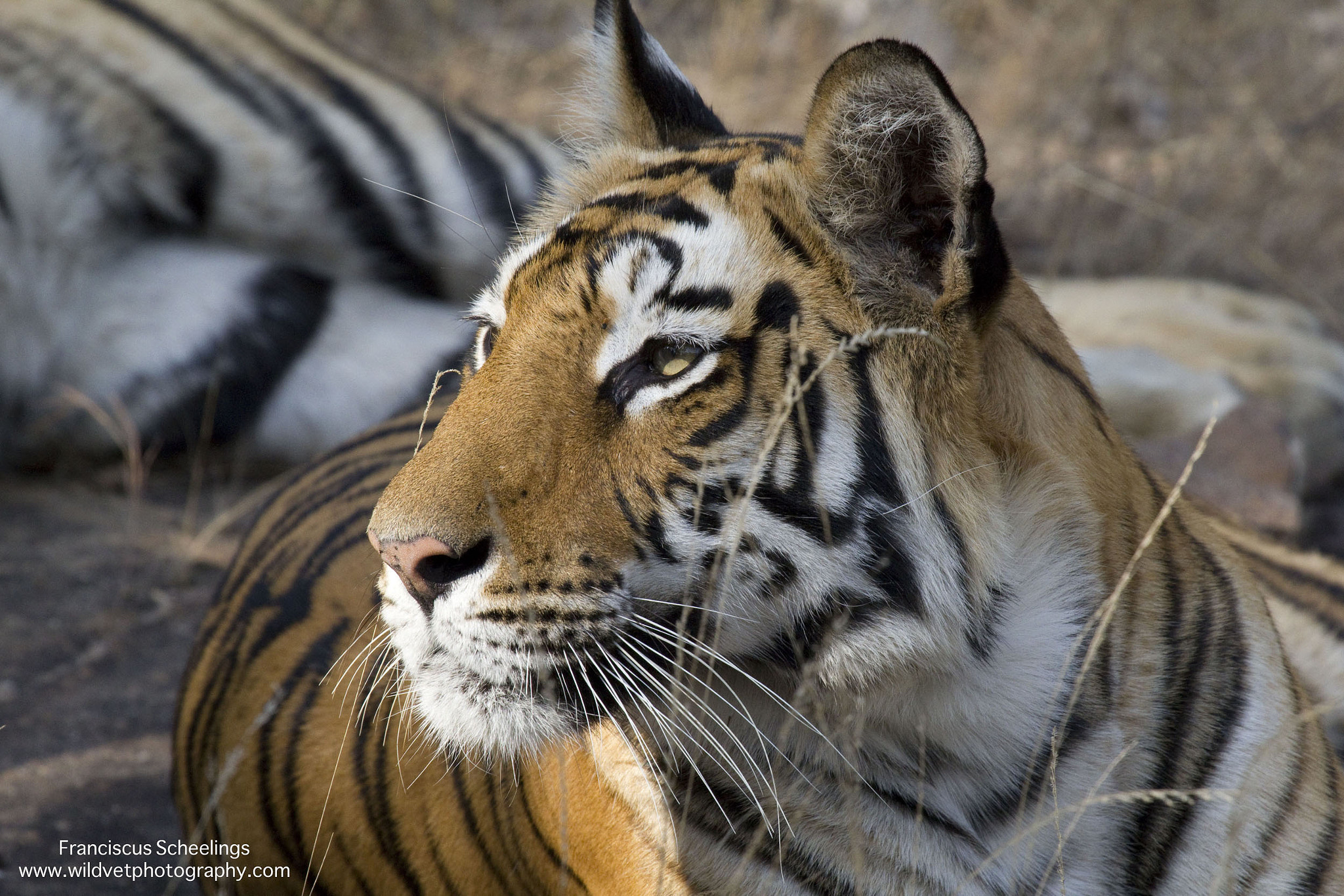 Canon EF 100-400mm F4.5-5.6L IS USM sample photo. Bengal tiger (panthera tigris tigris) photography