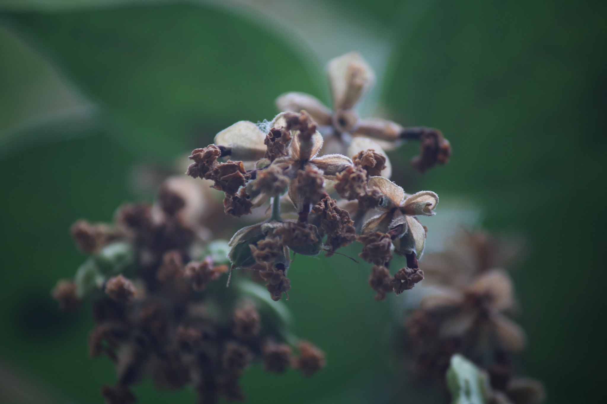 Canon EF-S 55-250mm F4-5.6 IS sample photo. Night jasmine flower photography
