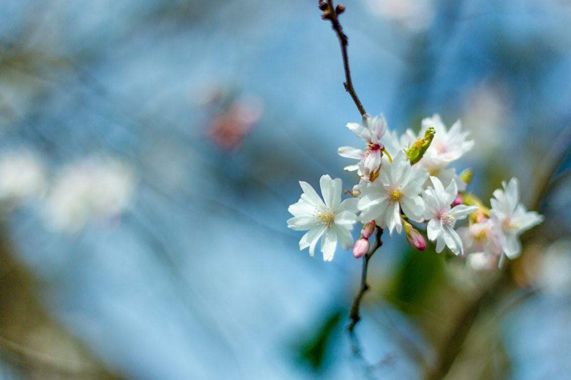 Canon EOS-1D Mark IV + Canon EF 50mm F1.8 II sample photo. Spring photography