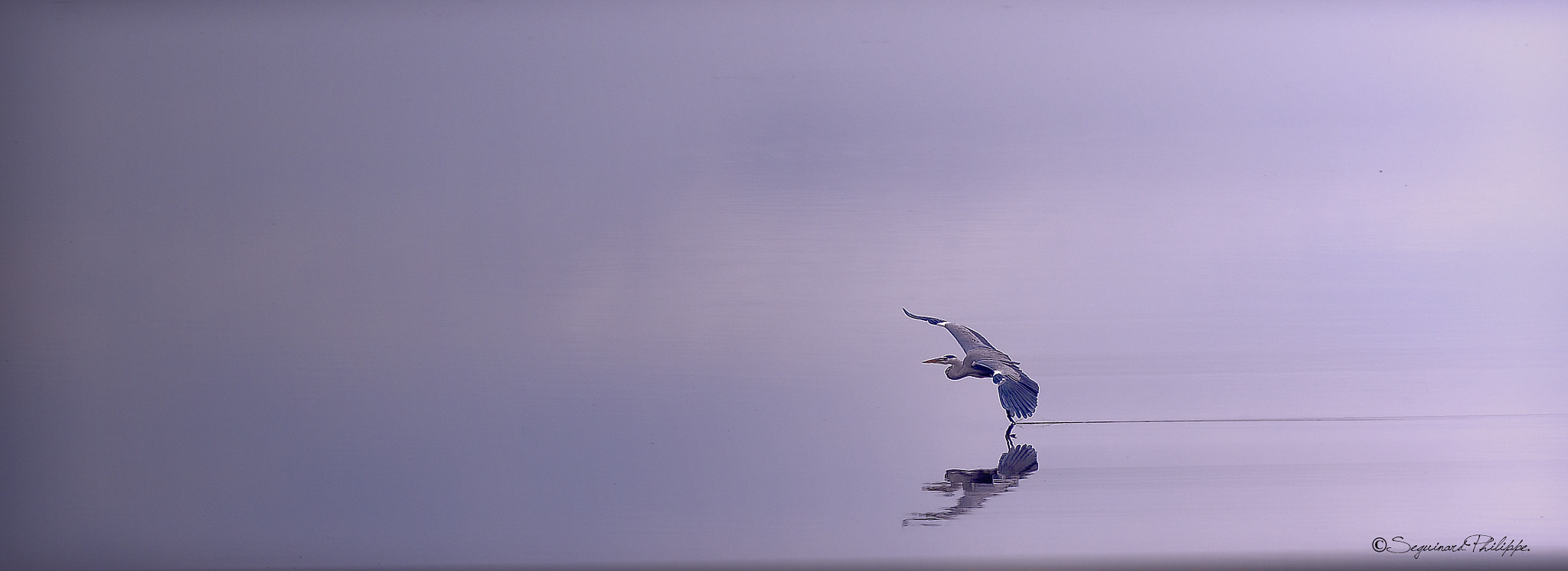 Pentax K-5 + smc PENTAX-FA* 200mm F2.8 ED[IF] sample photo. Glisse sur l’eau endormie... photography