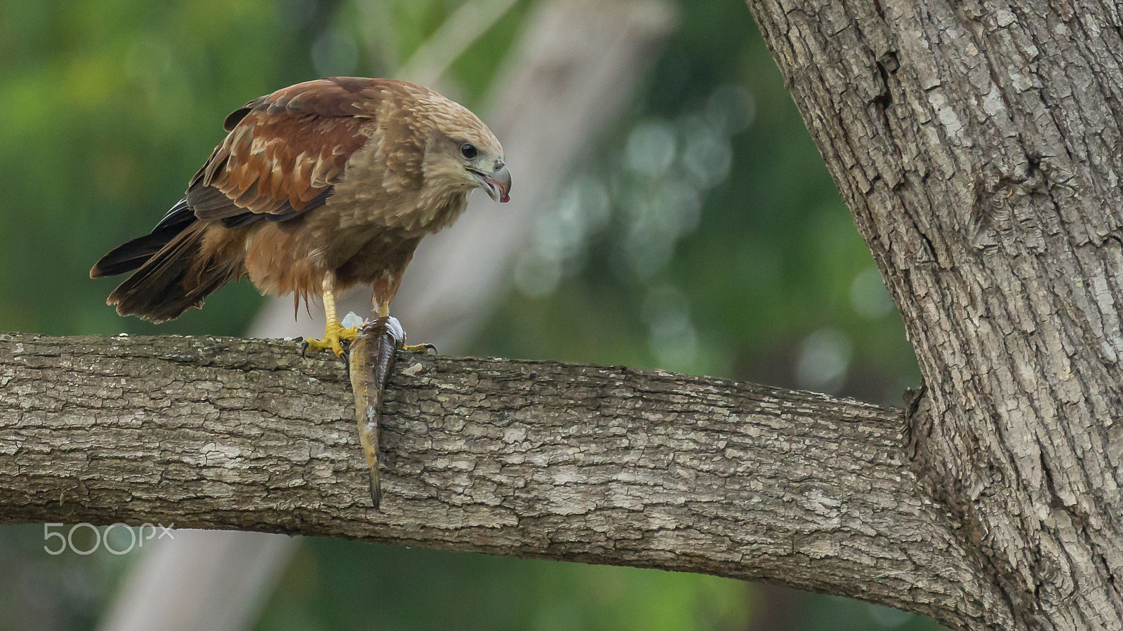 Canon EF 100-400mm F4.5-5.6L IS II USM sample photo. Done for the day.....! photography