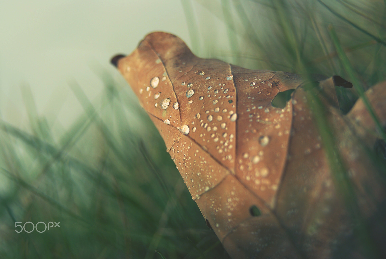 Sony Alpha DSLR-A300 + Sigma 18-200mm F3.5-6.3 DC sample photo. .in the last drops.... photography
