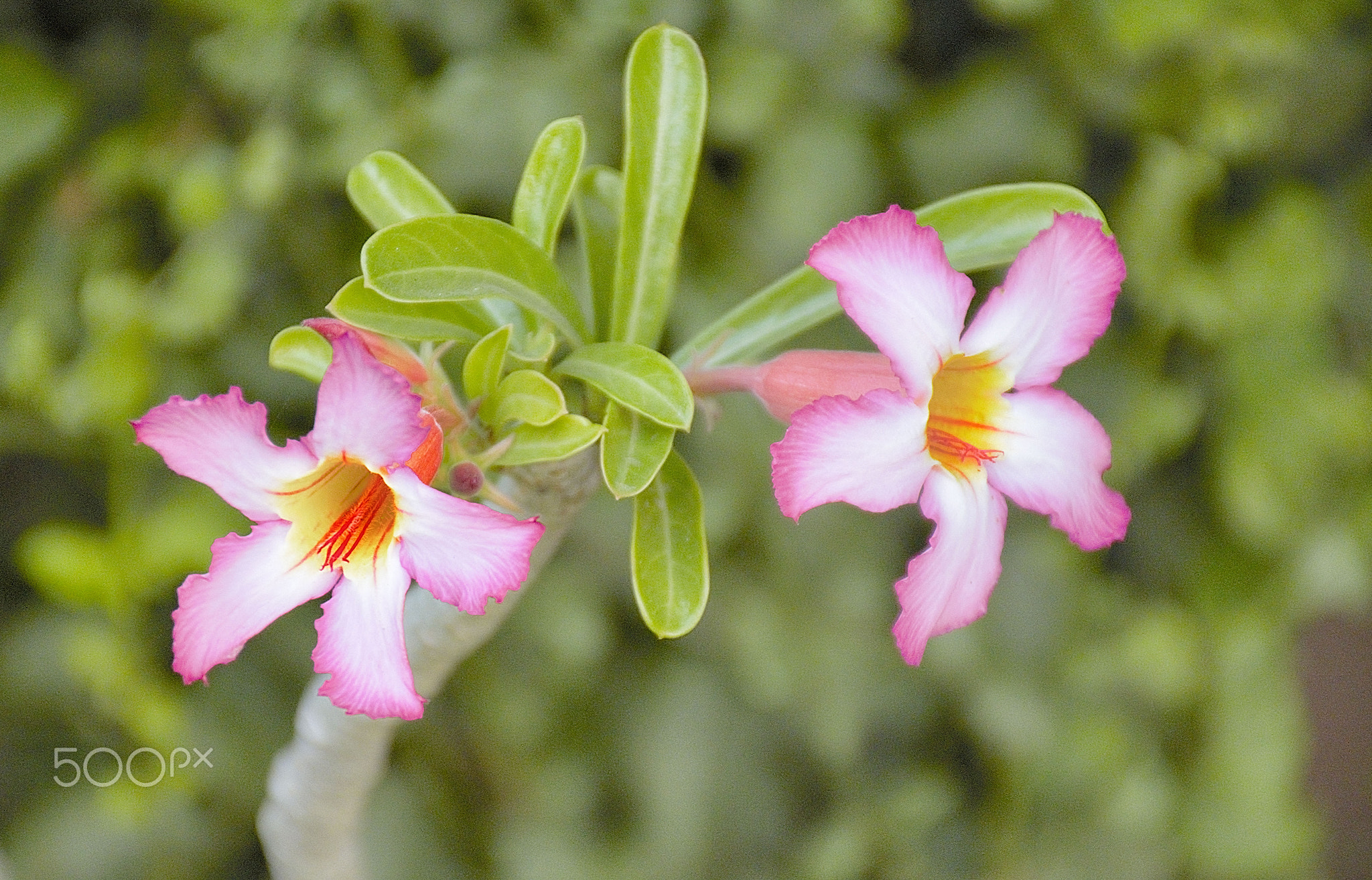 adenium couple