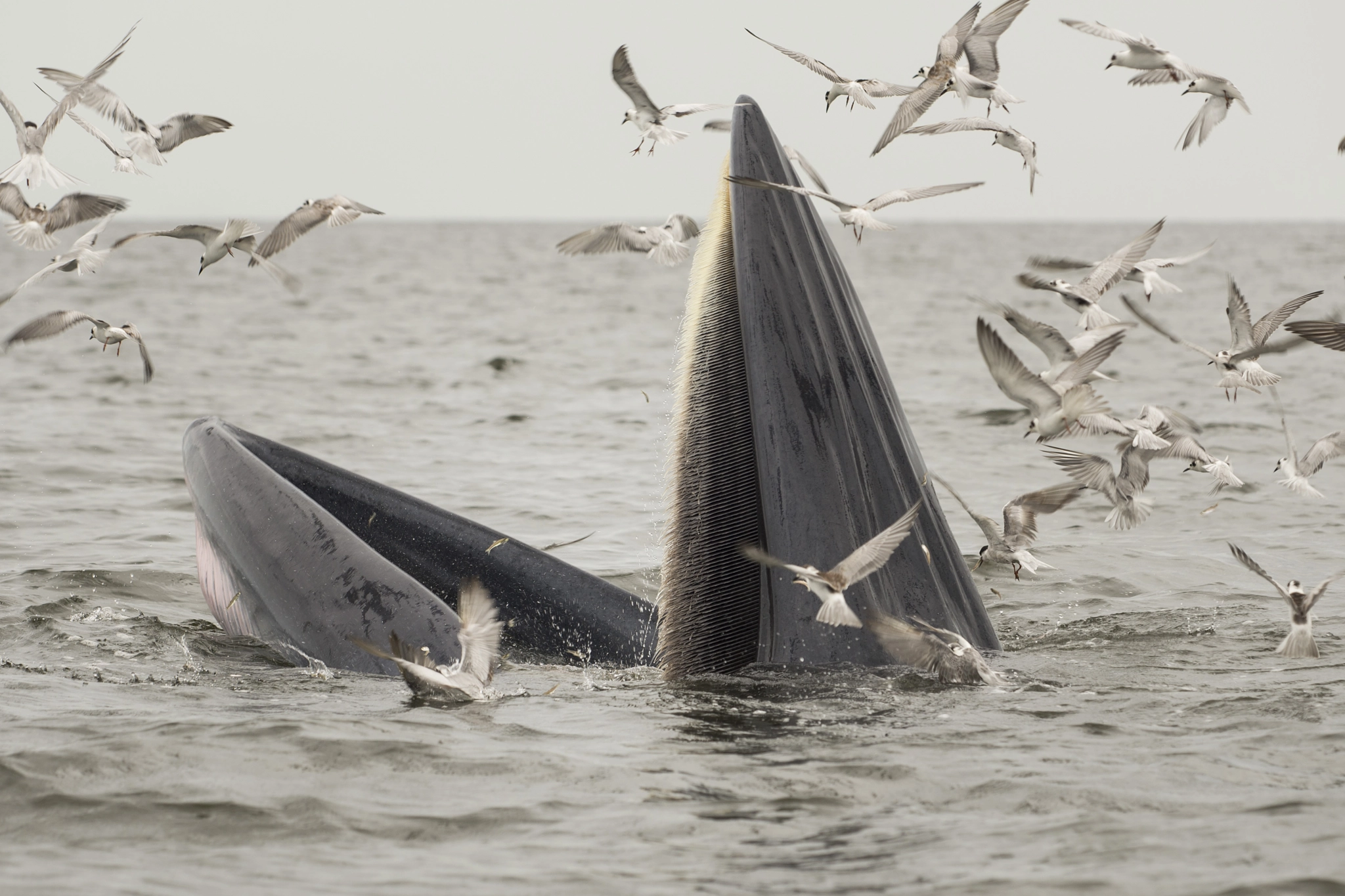 Sigma 150mm F2.8 EX DG Macro HSM sample photo. Whale photography