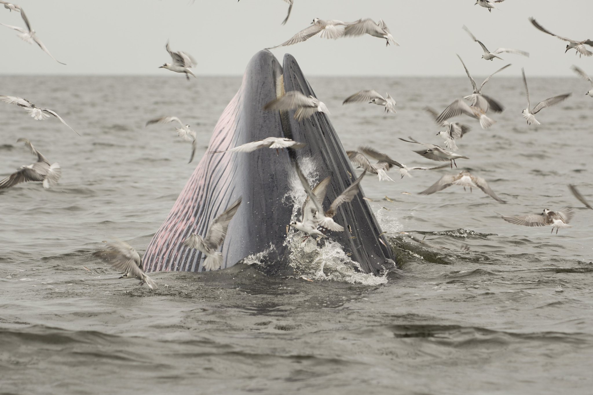Sigma 150mm F2.8 EX DG Macro HSM sample photo. Whale photography