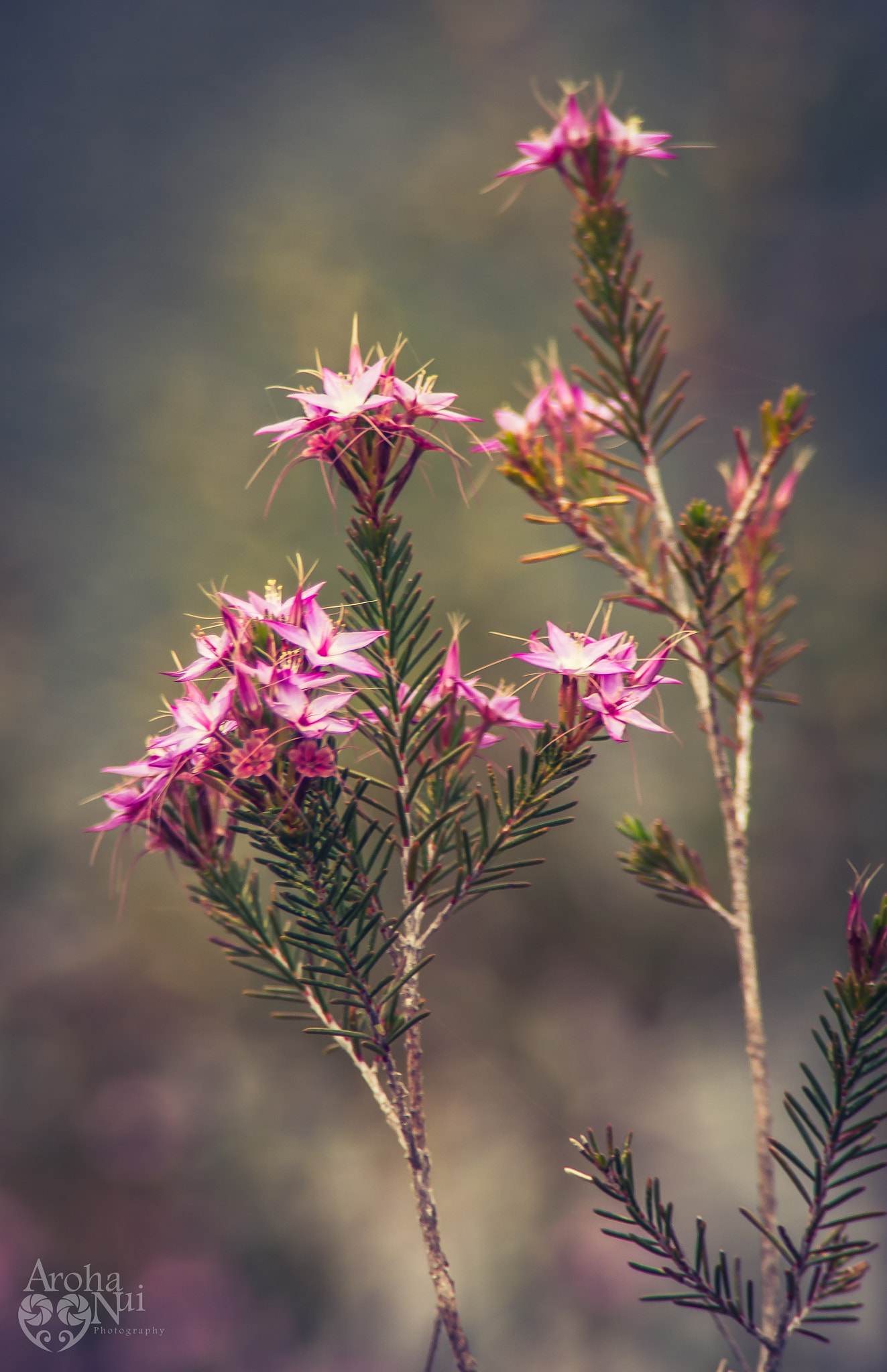 Tamron AF 28-200mm F3.8-5.6 XR Di Aspherical (IF) Macro sample photo. Pink stars photography