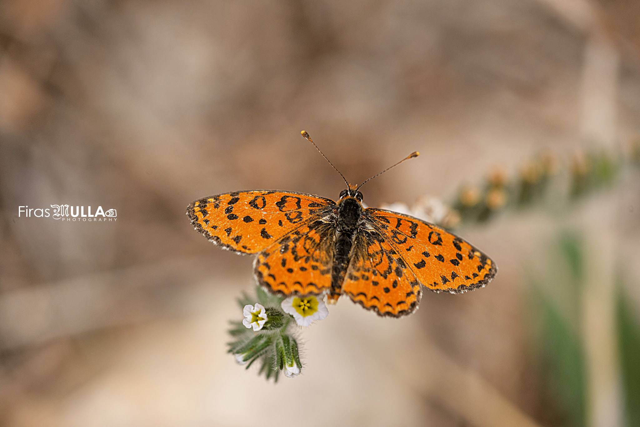 Sigma 150mm F2.8 EX DG Macro HSM sample photo. Macro butterfly photography