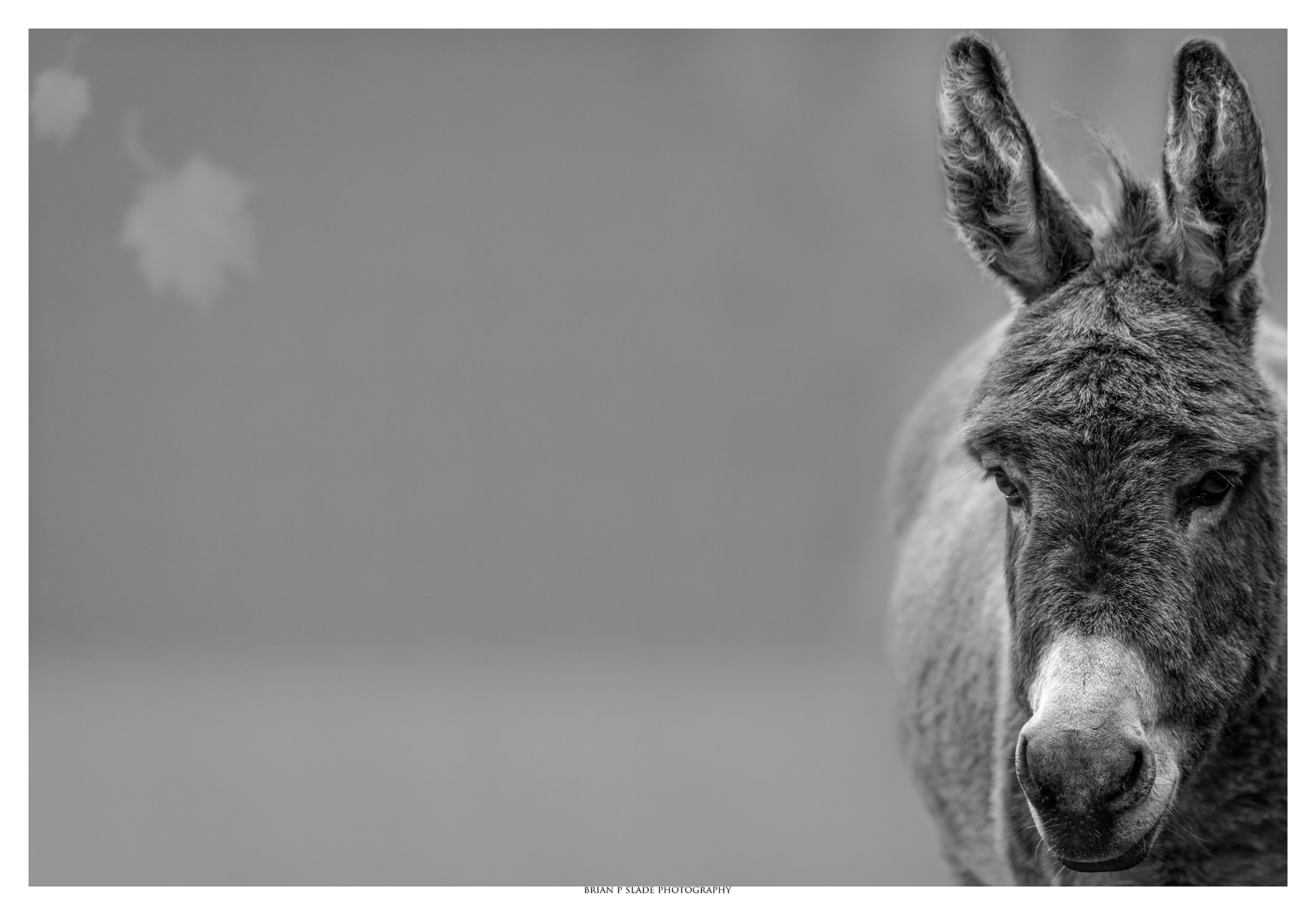 Sigma 150-600mm F5-6.3 DG OS HSM | C sample photo. The donkey portrait photography