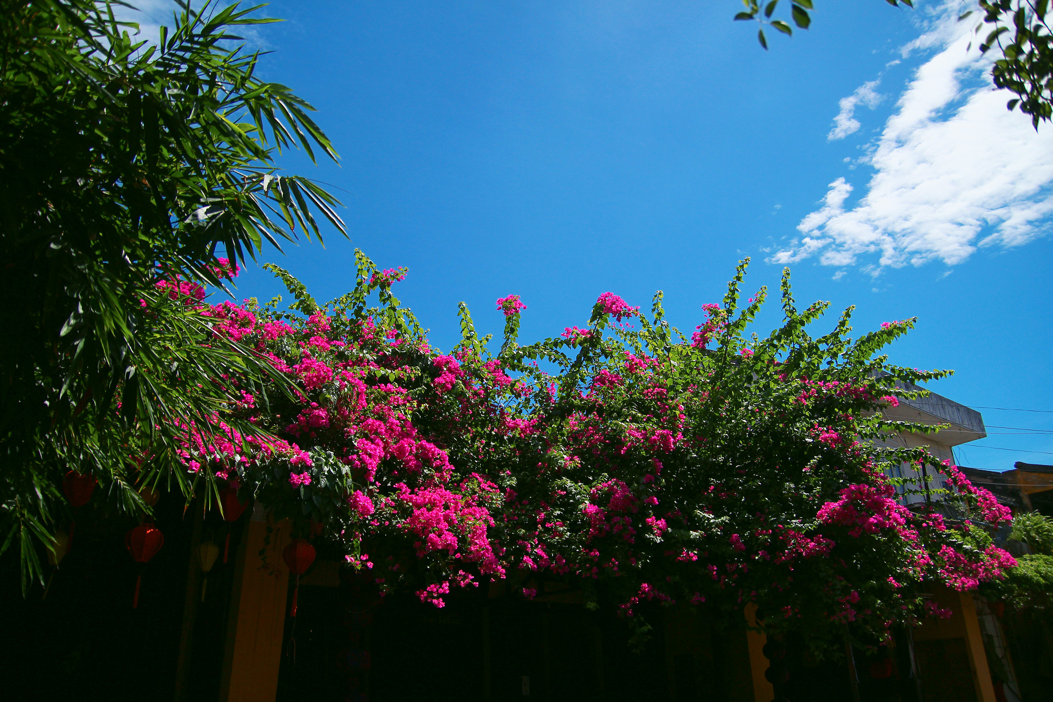 Canon EOS 600D (Rebel EOS T3i / EOS Kiss X5) sample photo. A sunny day photography