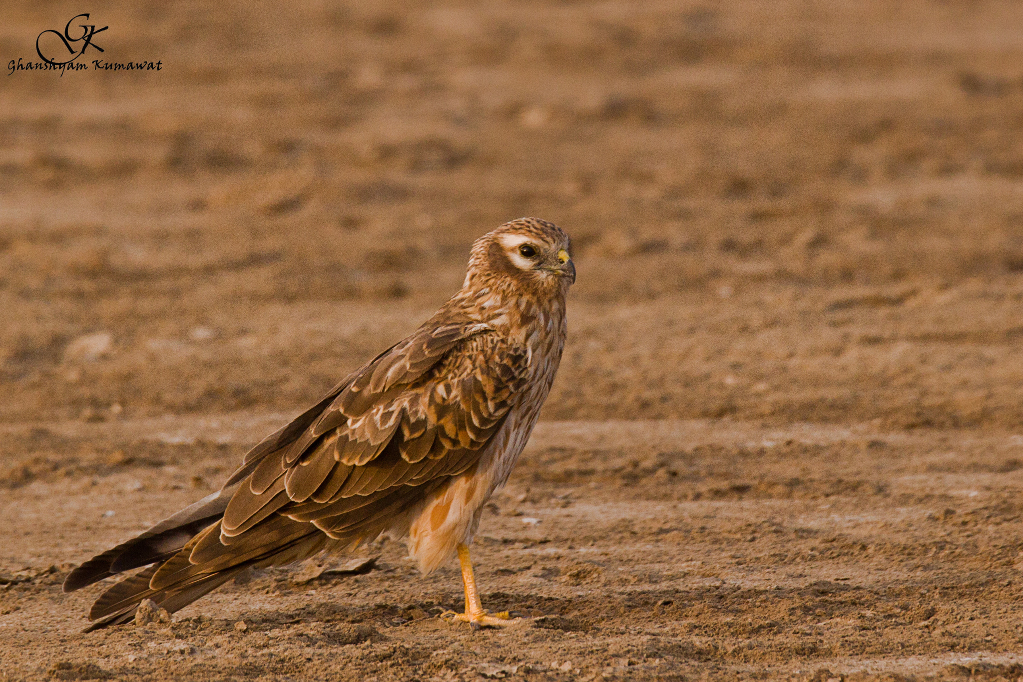 Canon EOS 500D (EOS Rebel T1i / EOS Kiss X3) sample photo. Montagu's harrier photography