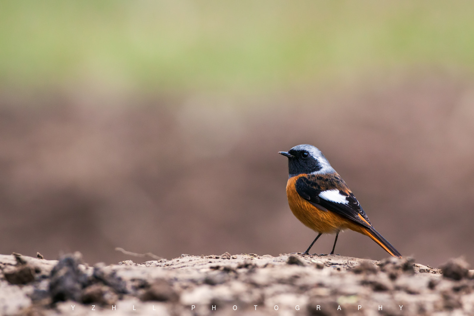 Canon EF 500mm F4L IS USM sample photo. 北红尾鸲phoenicurus auroreus photography
