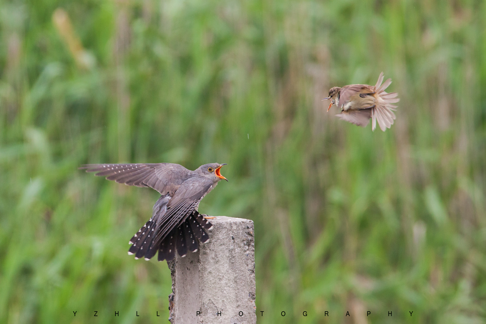 Canon EF 500mm F4L IS USM sample photo. 大杜鹃cuculus canorus photography