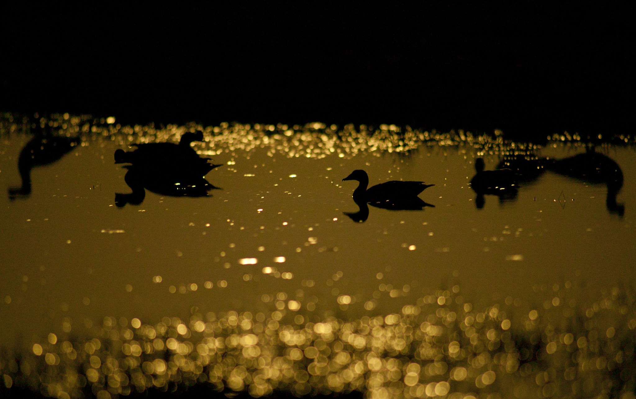 Canon EOS-1Ds + Canon EF 400mm f/2.8L sample photo. Full moon ducks photography