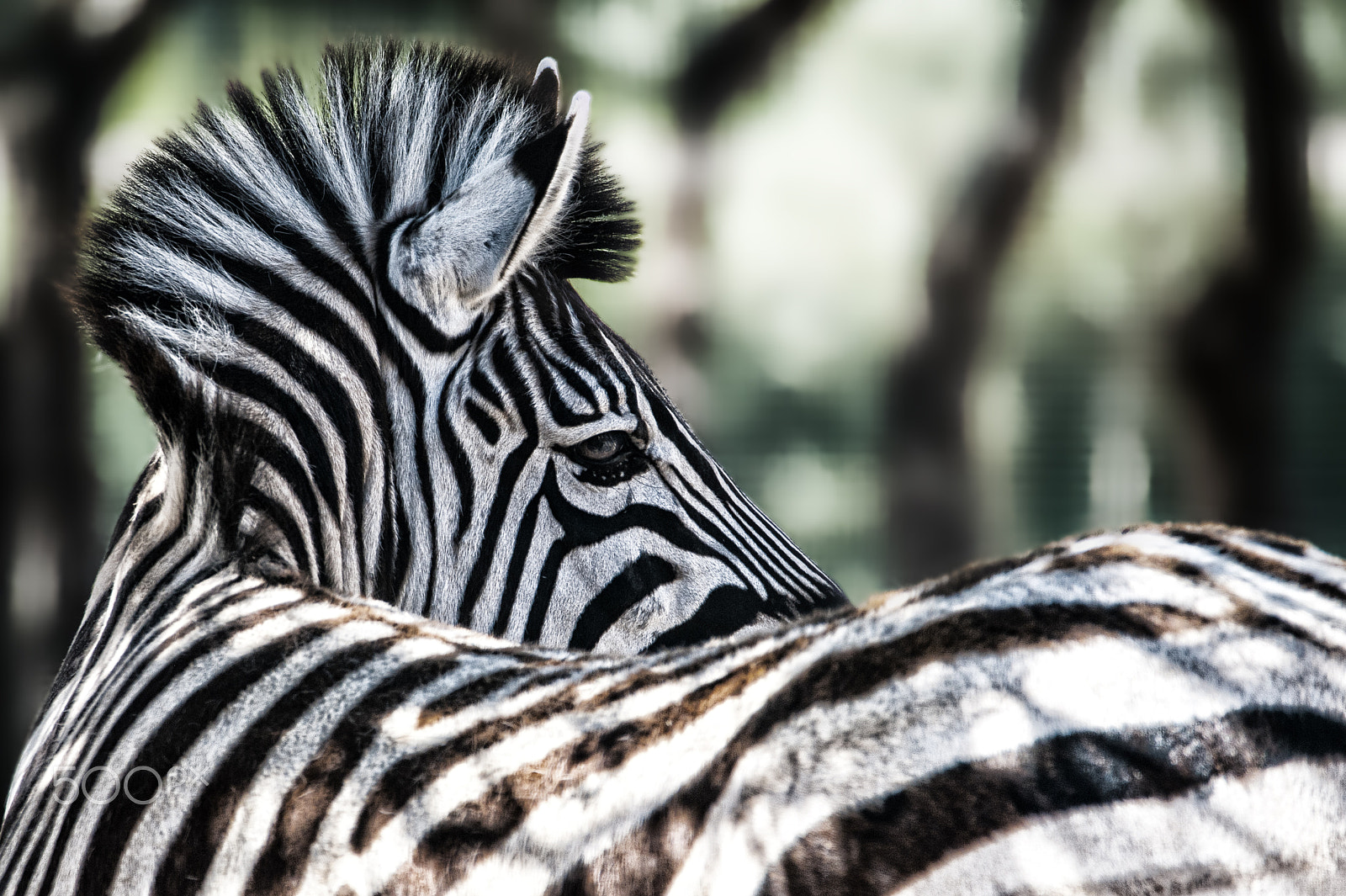 Nikon D3 sample photo. Zebra photography