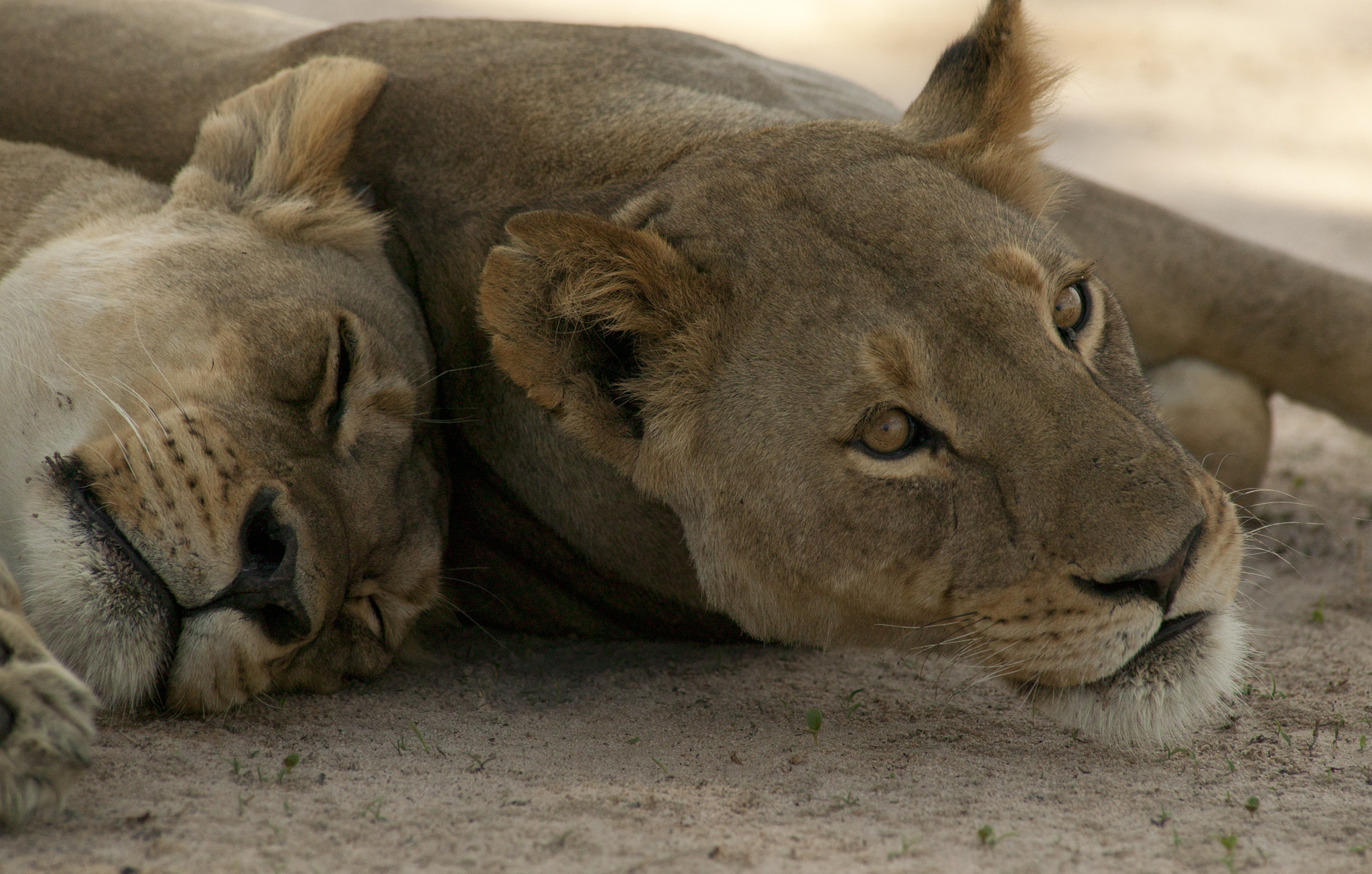 Canon EOS-1Ds + Canon EF 400mm f/2.8L sample photo. Awake photography