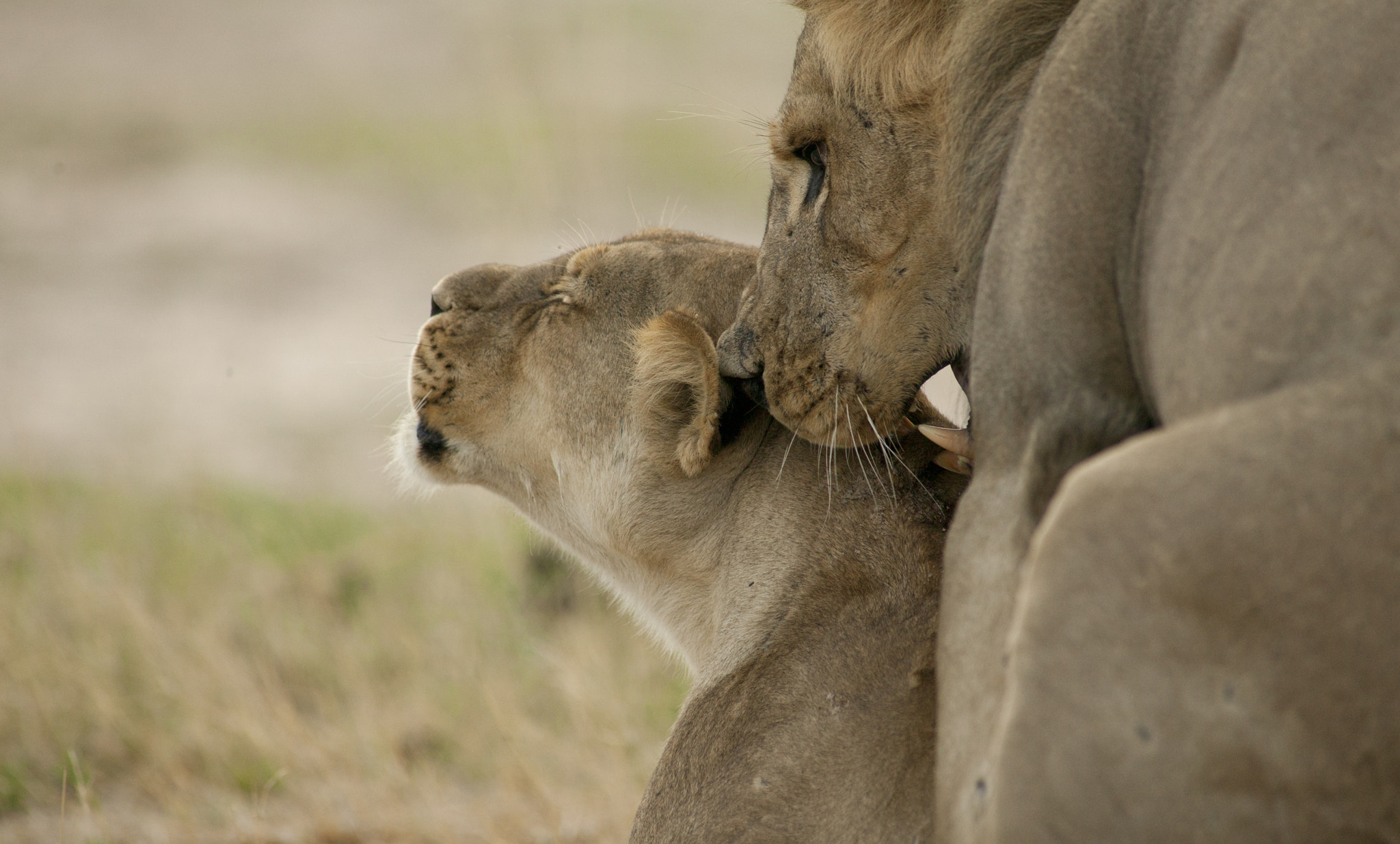 Canon EOS-1Ds + Canon EF 400mm f/2.8L sample photo. Grandchiildren in the making photography