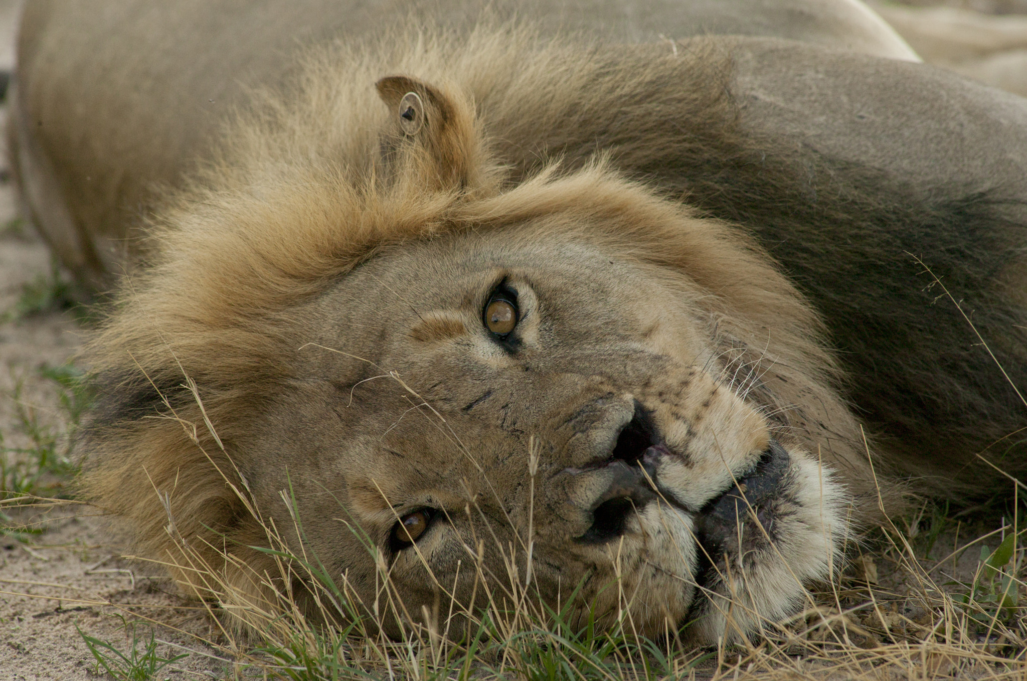 Canon EOS-1Ds + Canon EF 400mm f/2.8L sample photo. Son of cecil xanda photography