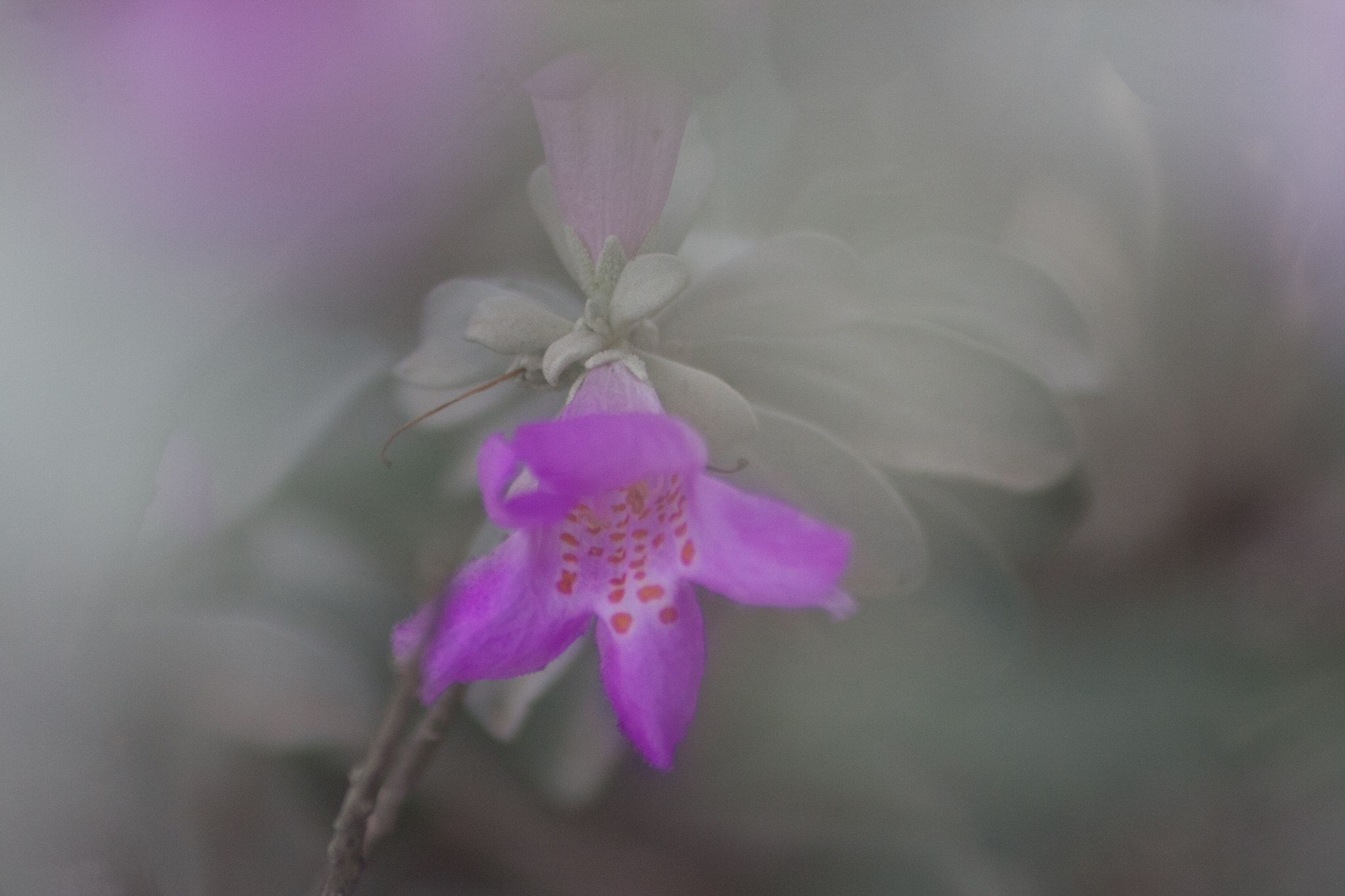 Sigma 70-300mm F4-5.6 APO DG Macro sample photo. Blur photography