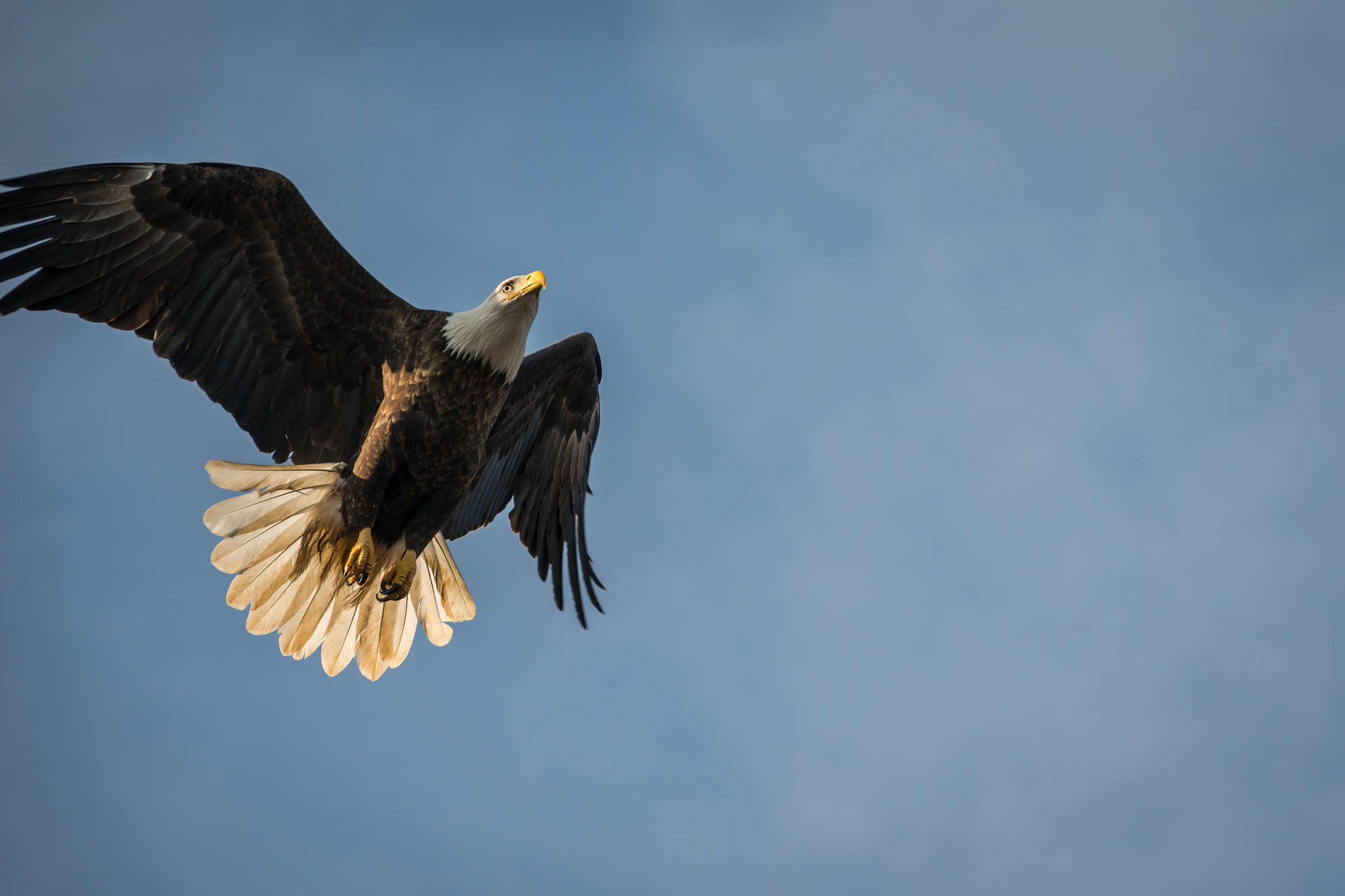 Nikon AF-Nikkor 80-200mm F2.8D ED sample photo. Bald eagle in flight photography