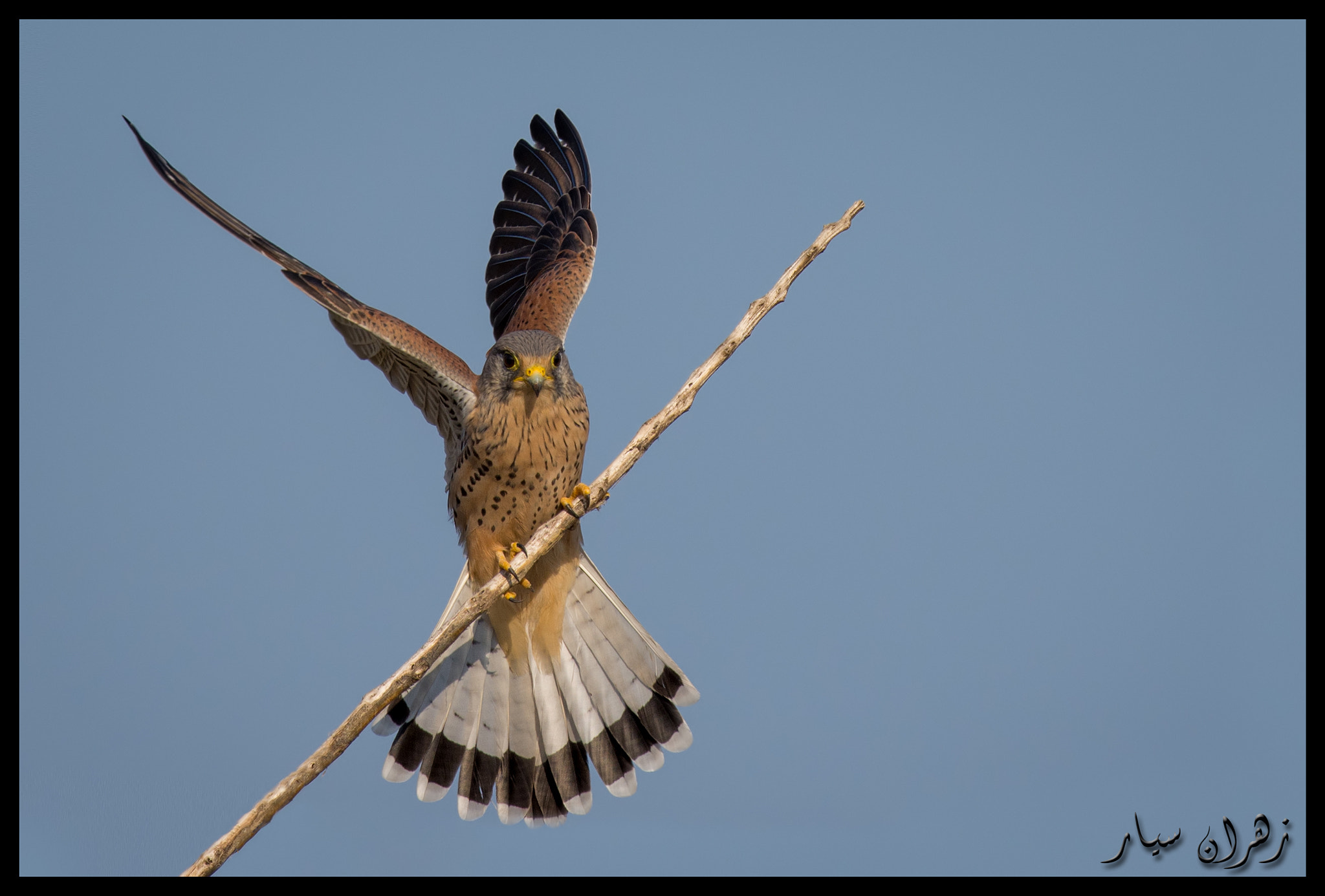 Nikon D7200 + Nikon AF-S Nikkor 600mm F4G ED VR sample photo. Landing ! photography