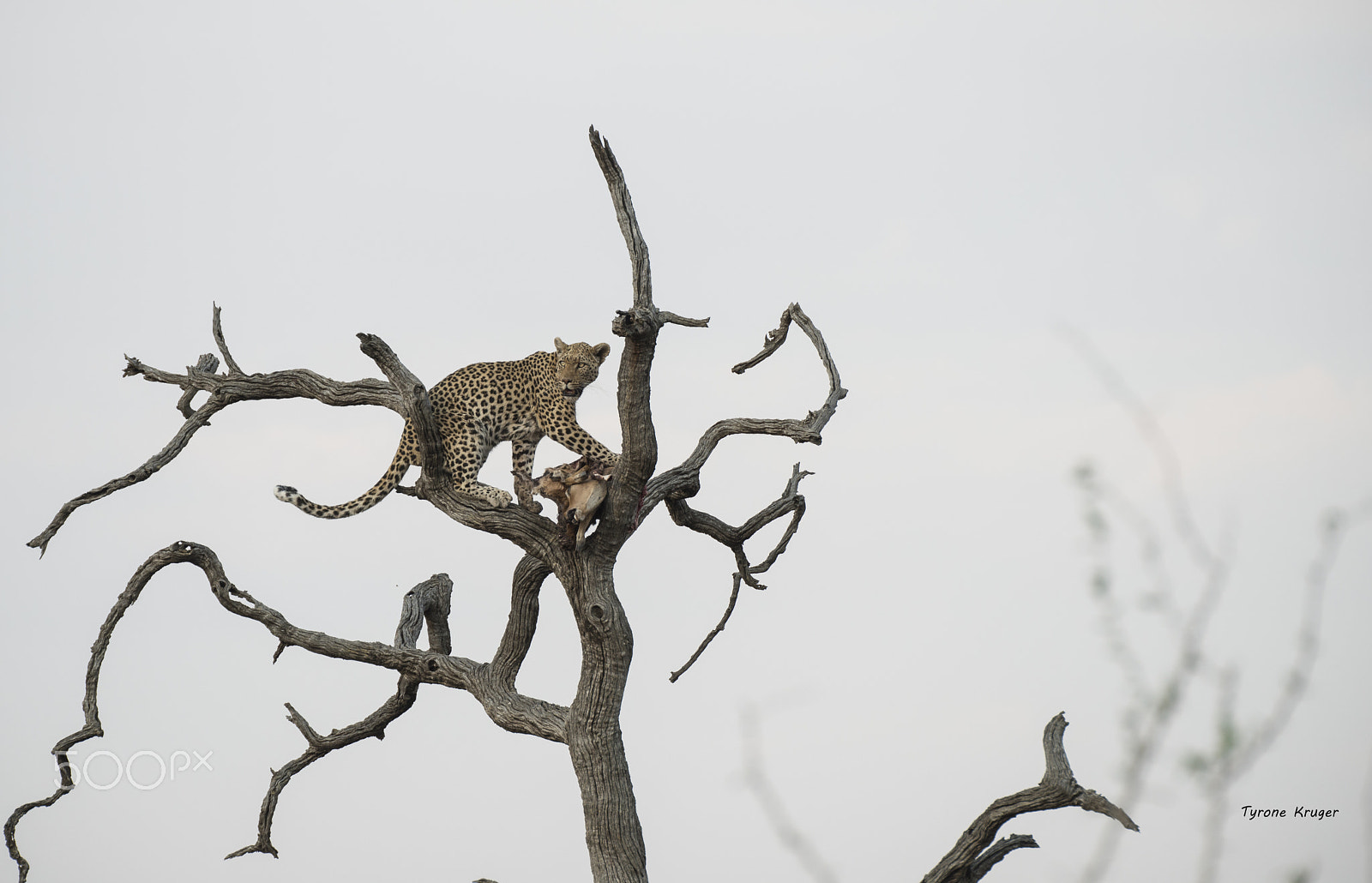 Sigma APO 170-500mm F5-6.3 Aspherical RF sample photo. Forced into the open photography