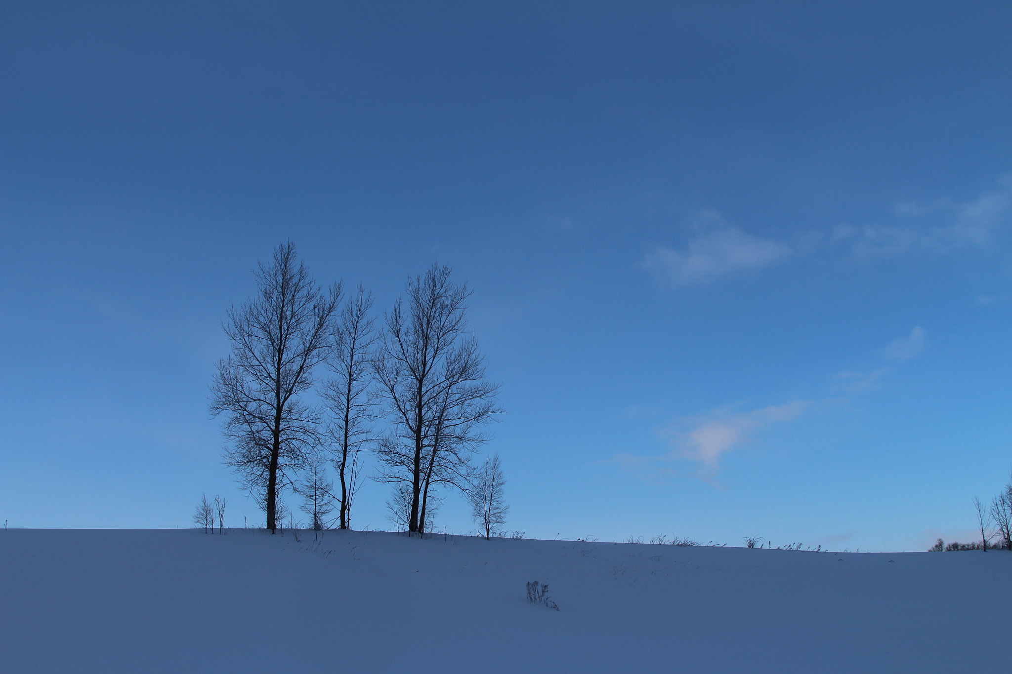 Canon EOS 700D (EOS Rebel T5i / EOS Kiss X7i) sample photo. Three trees photography
