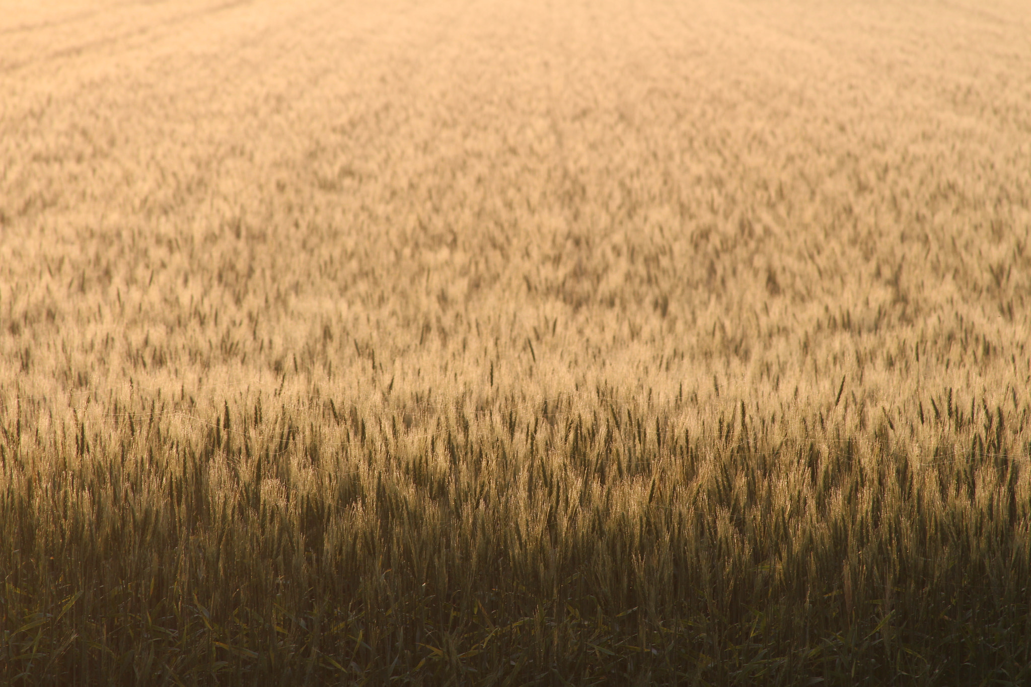 Canon EOS 700D (EOS Rebel T5i / EOS Kiss X7i) sample photo. Wheat photography