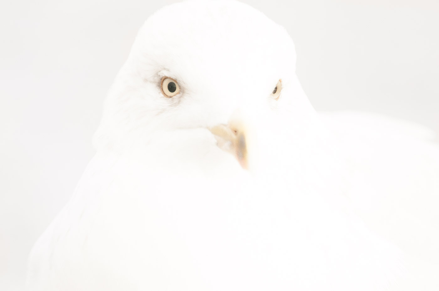 Sigma 135-400mm F4.5-5.6 APO Aspherical sample photo. Sharp eyes photography