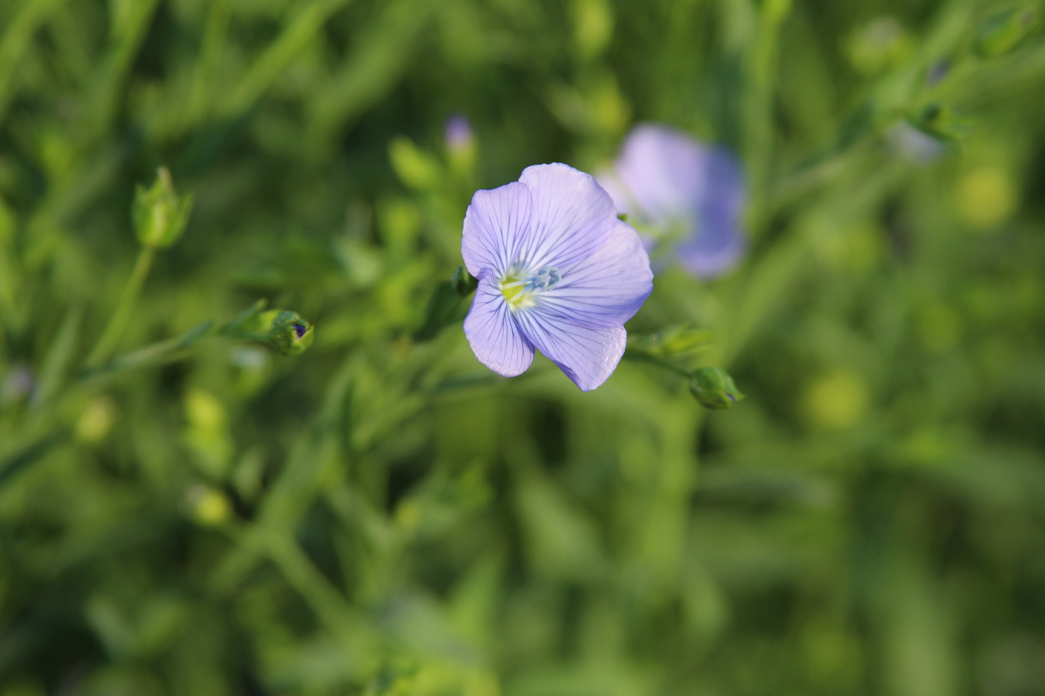 Canon EOS 700D (EOS Rebel T5i / EOS Kiss X7i) sample photo. Flax photography