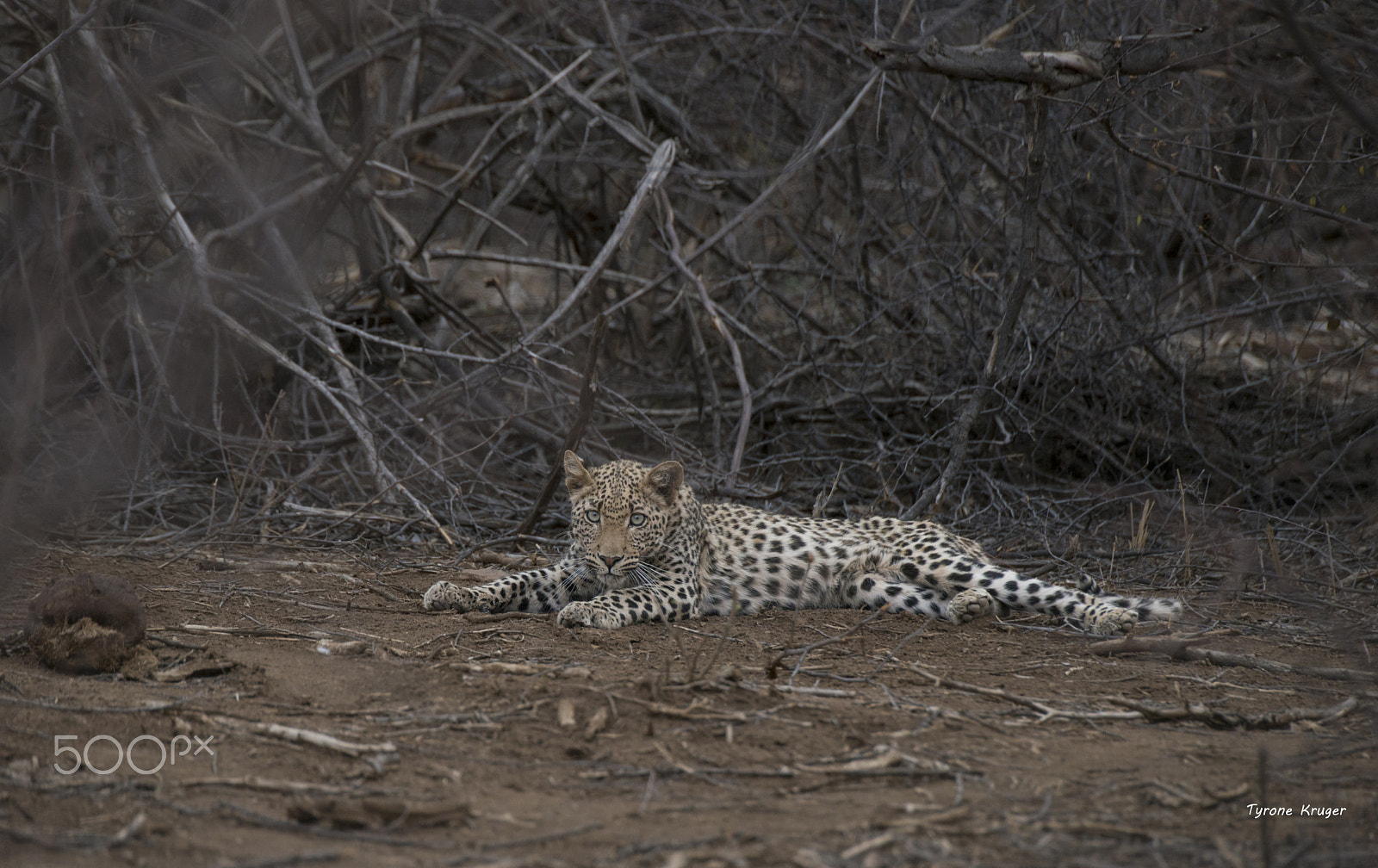 Sigma APO 170-500mm F5-6.3 Aspherical RF sample photo. Inquisitive nature... photography