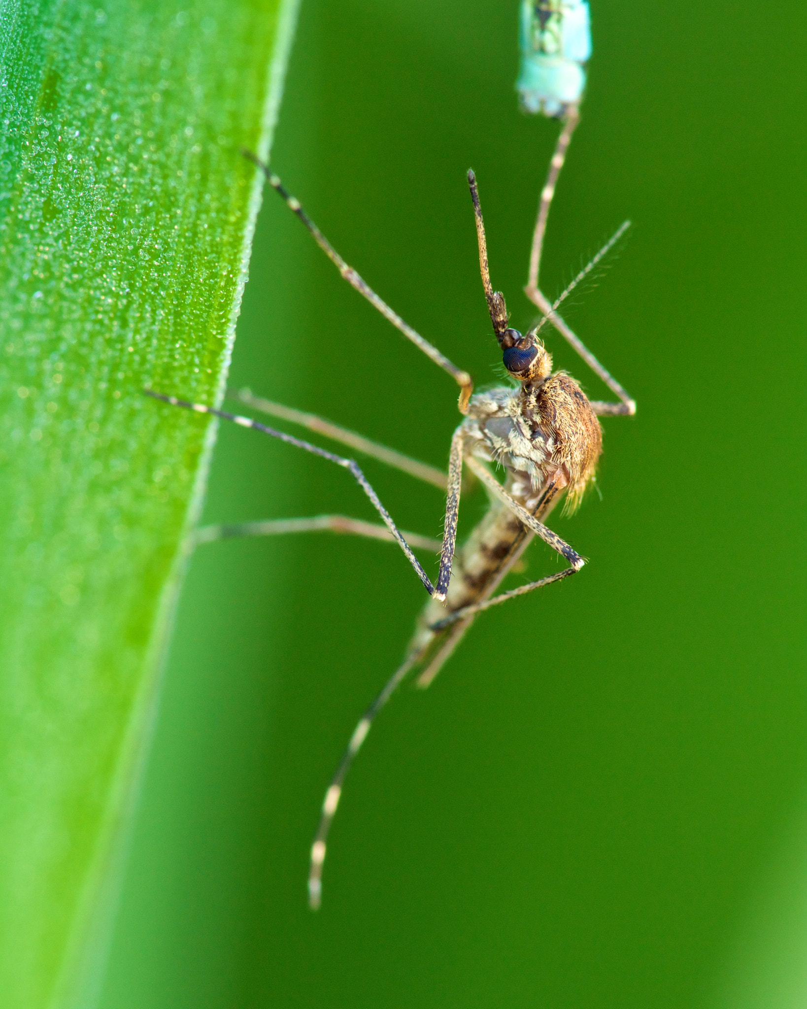 Canon EF 180mm F3.5L Macro USM sample photo. Teasing photography