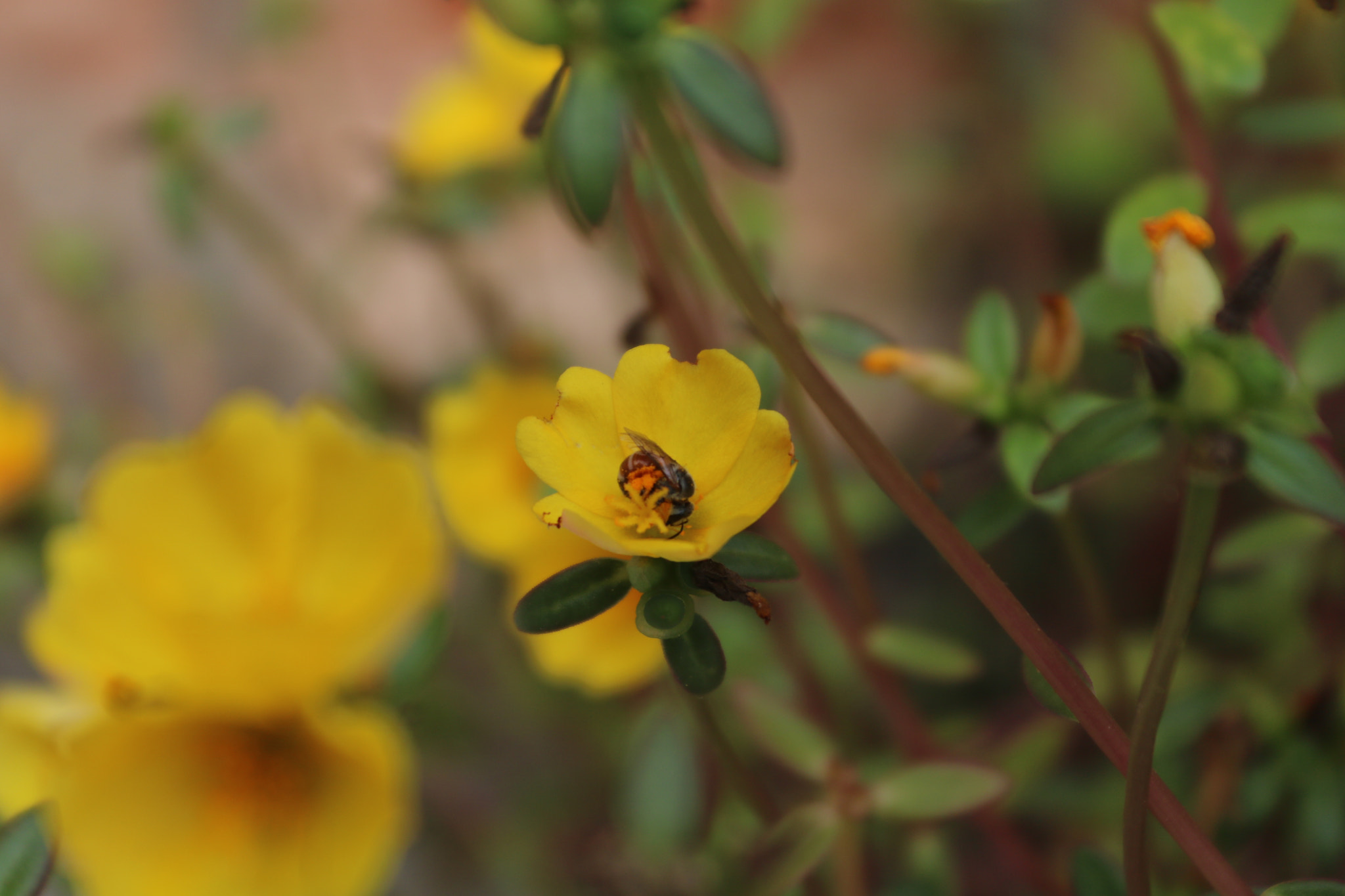 Canon EOS 750D (EOS Rebel T6i / EOS Kiss X8i) sample photo. Working honey bee photography