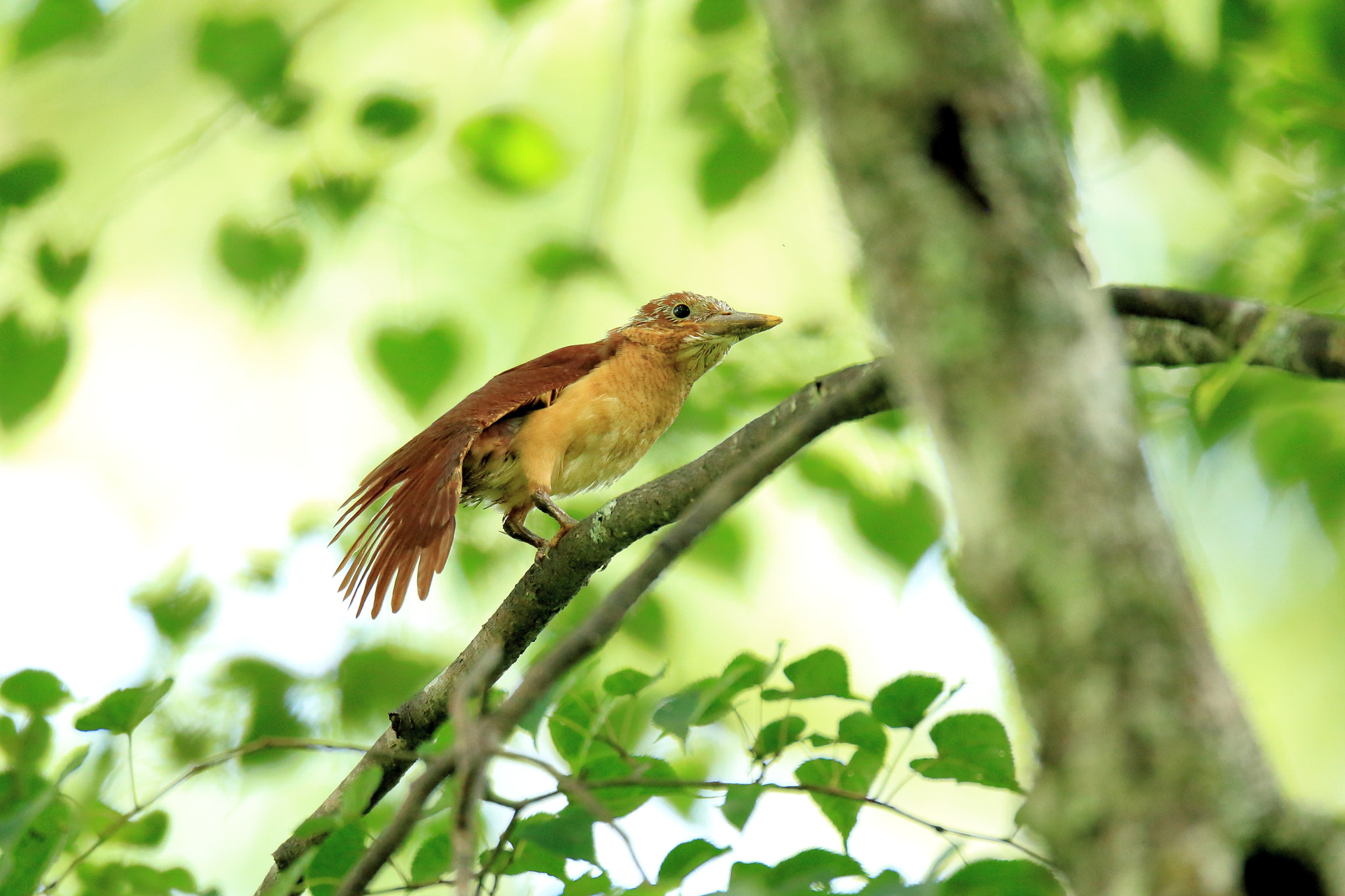 Canon EF 800mm F5.6L IS USM sample photo. アカショウビン   初伸び− photography