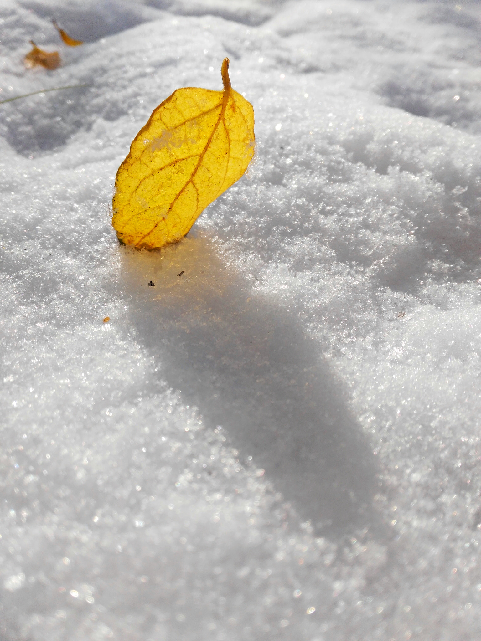 HUAWEI Honor 7i sample photo. 叶 photography